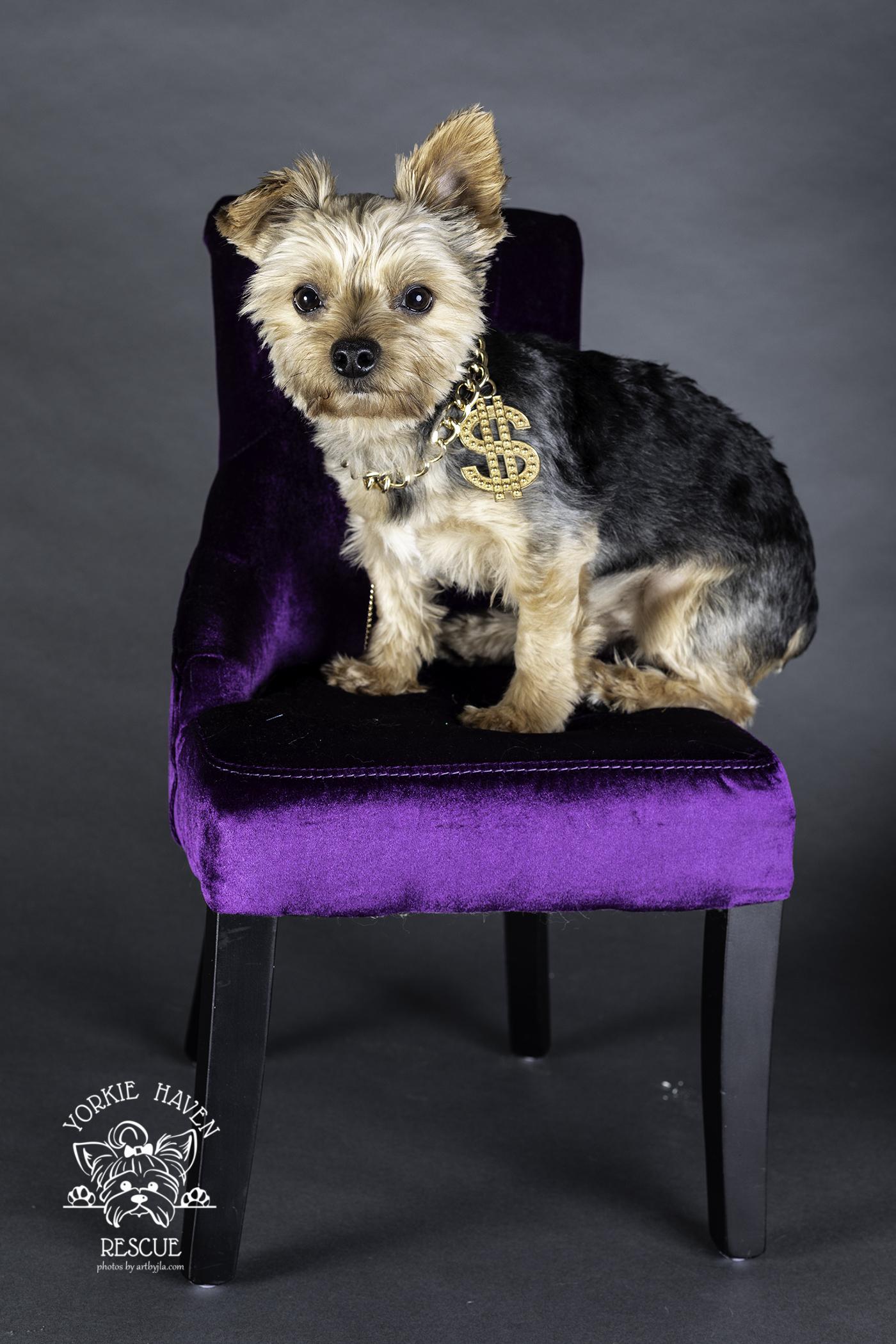 Kingston, a ADOPTABLE Yorkshire Terrier in Baton Rouge, LA image 6/6