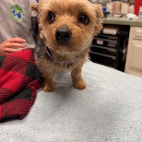 Enlarge Kingston, a ADOPTABLE Yorkshire Terrier in Baton Rouge, LA image 4/6