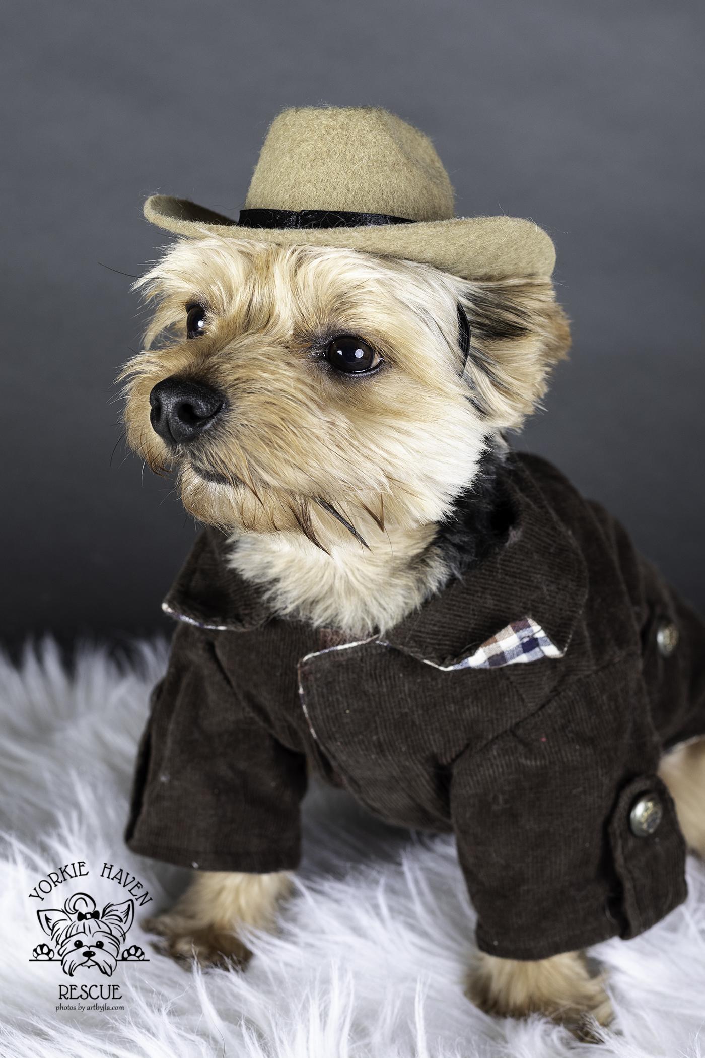 Kingston, a ADOPTABLE Yorkshire Terrier in Baton Rouge, LA image 4/6