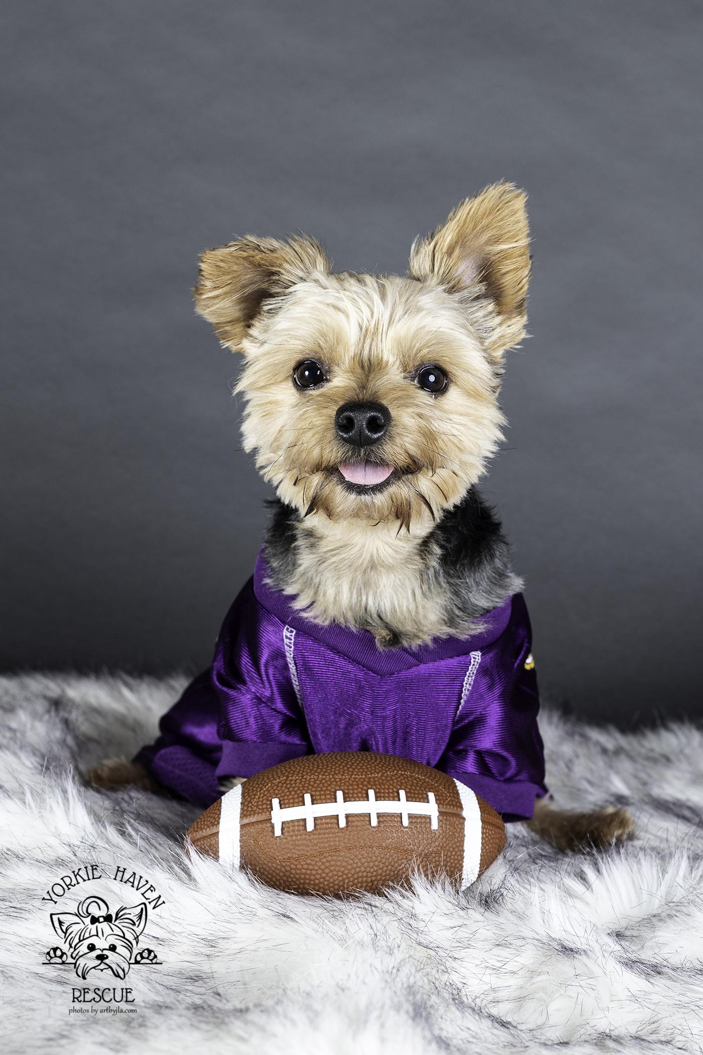 Kingston, a ADOPTABLE Yorkshire Terrier in Baton Rouge, LA image 2/6
