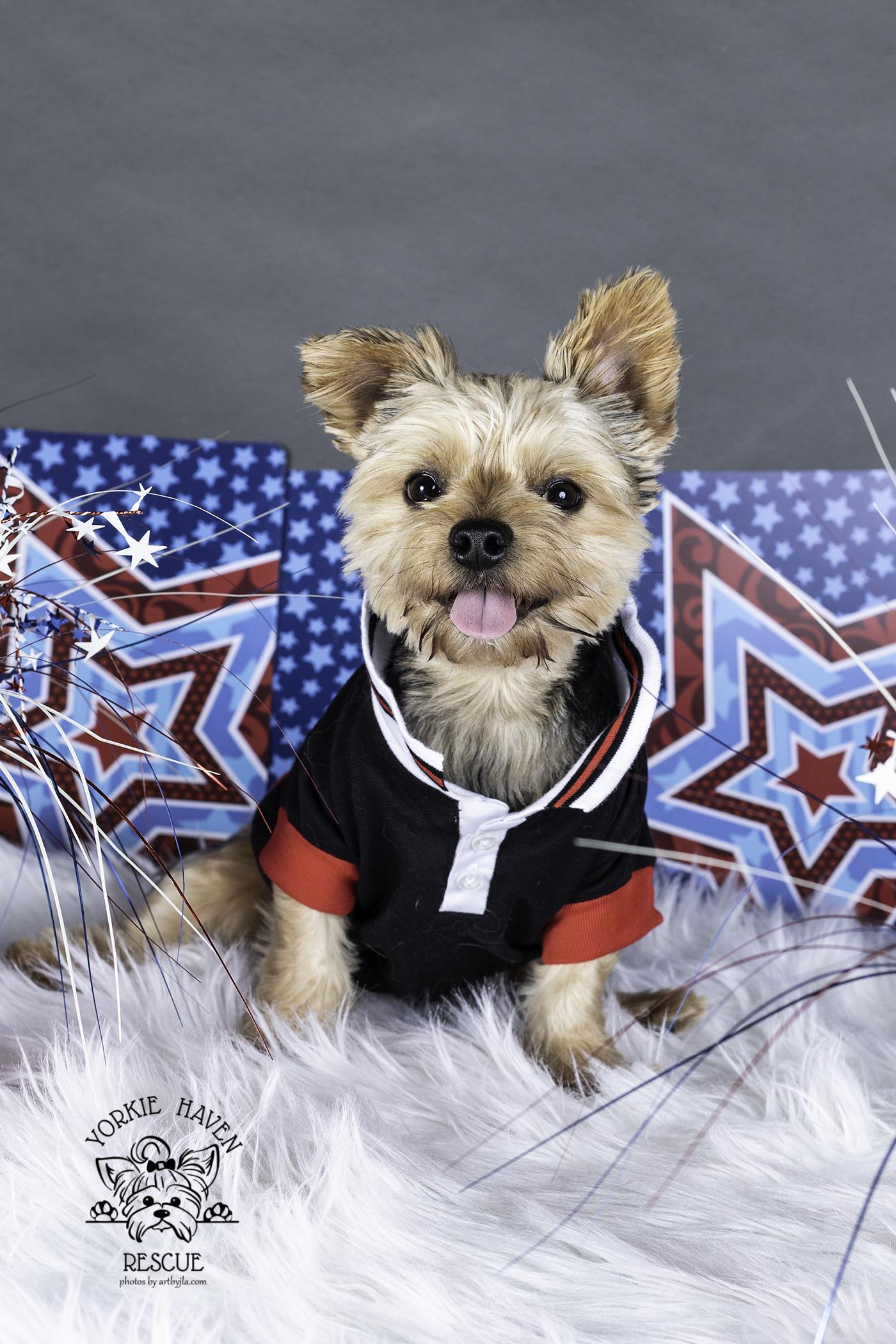 Kingston, a ADOPTABLE Yorkshire Terrier in Baton Rouge, LA image 3/6