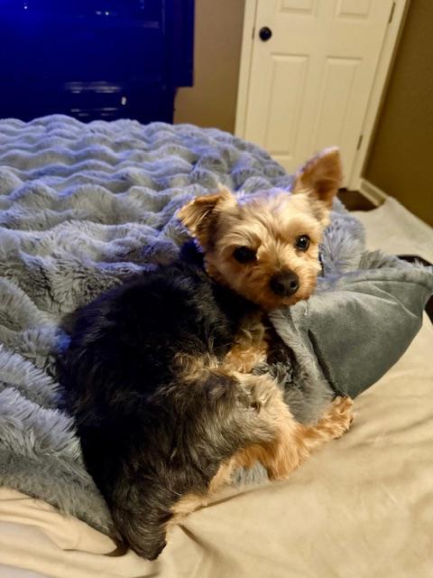 Enlarge Kingston, a ADOPTABLE Yorkshire Terrier in Baton Rouge, LA image 3/6