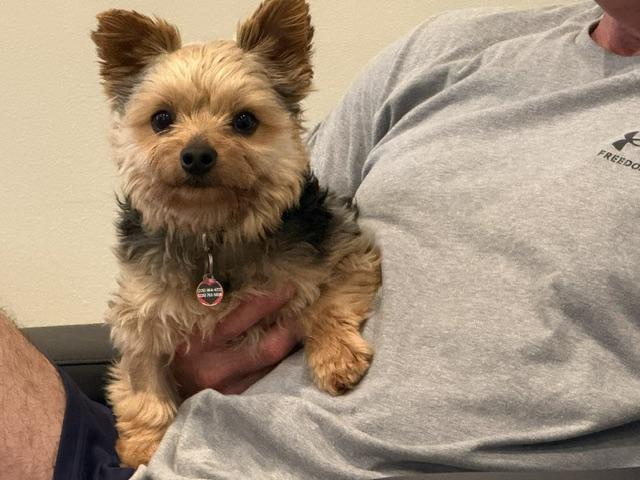 Kingston, a ADOPTABLE Yorkshire Terrier in Baton Rouge, LA image 1/6