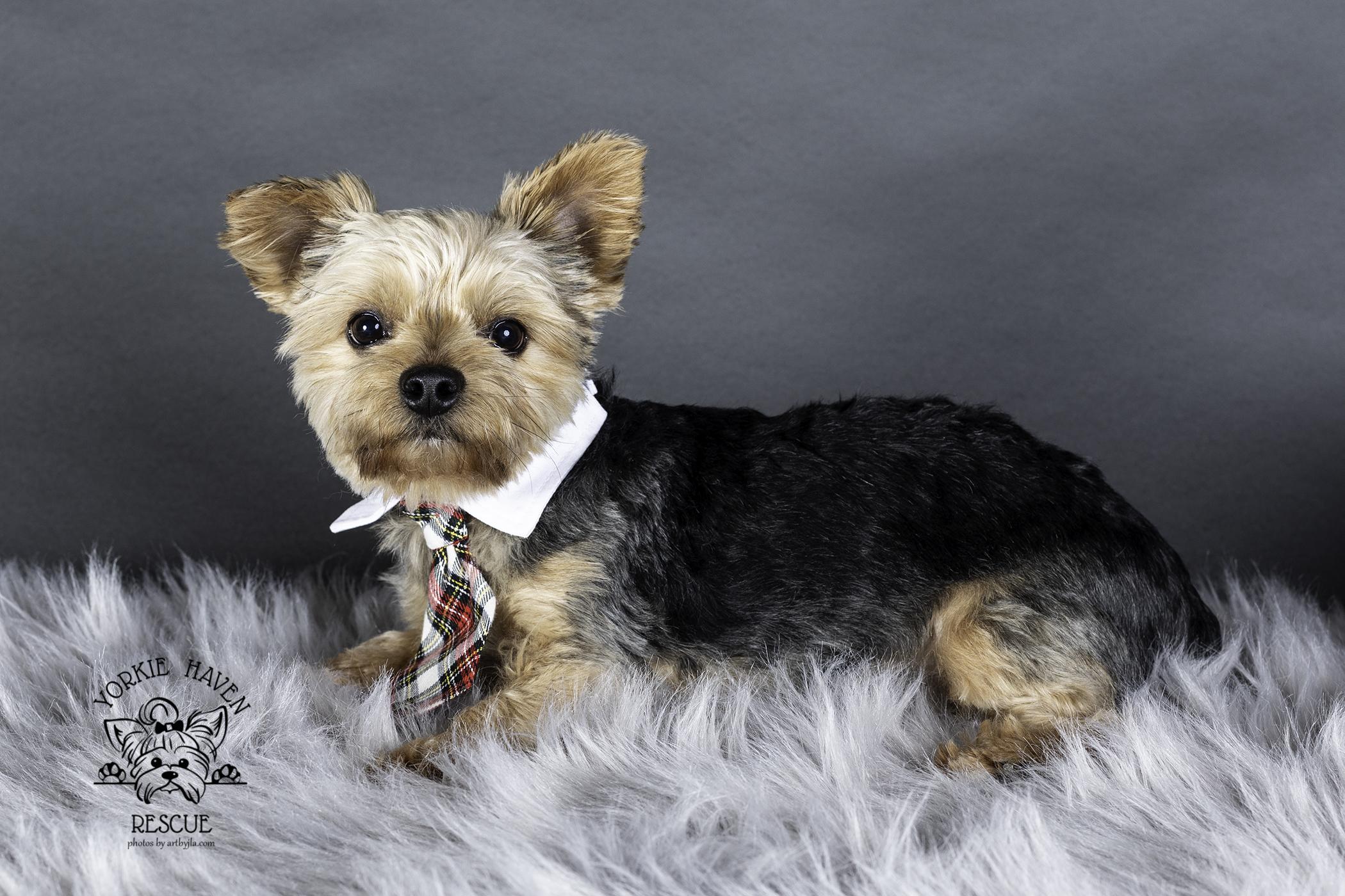 Kingston, a ADOPTABLE Yorkshire Terrier in Baton Rouge, LA image 1/6