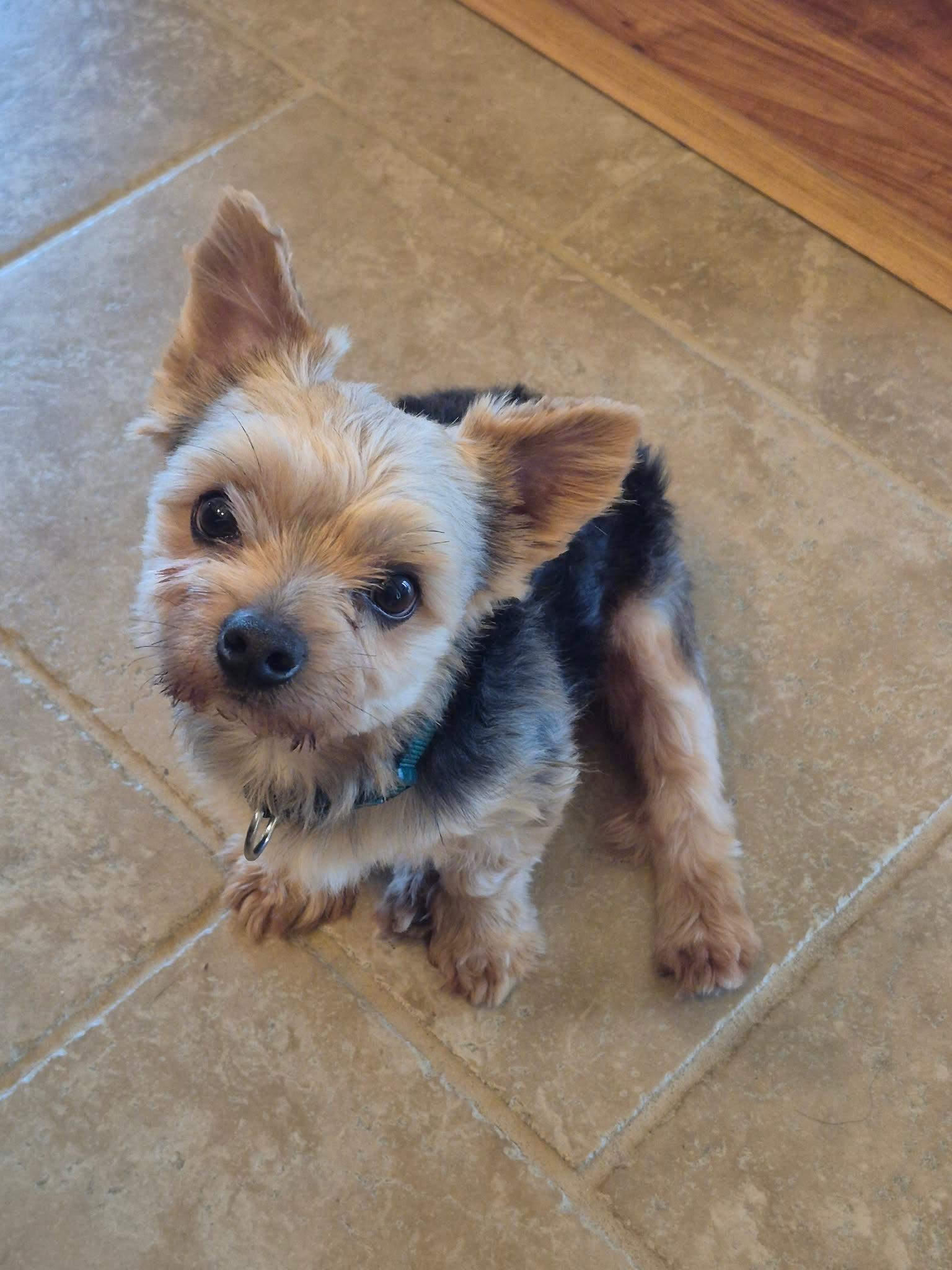 Enlarge Kingston, a ADOPTABLE Yorkshire Terrier in Baton Rouge, LA image 2/6