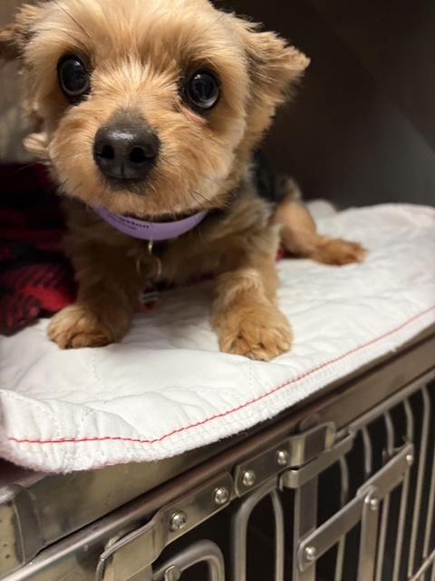 Enlarge Kingston, a ADOPTABLE Yorkshire Terrier in Baton Rouge, LA image 5/6