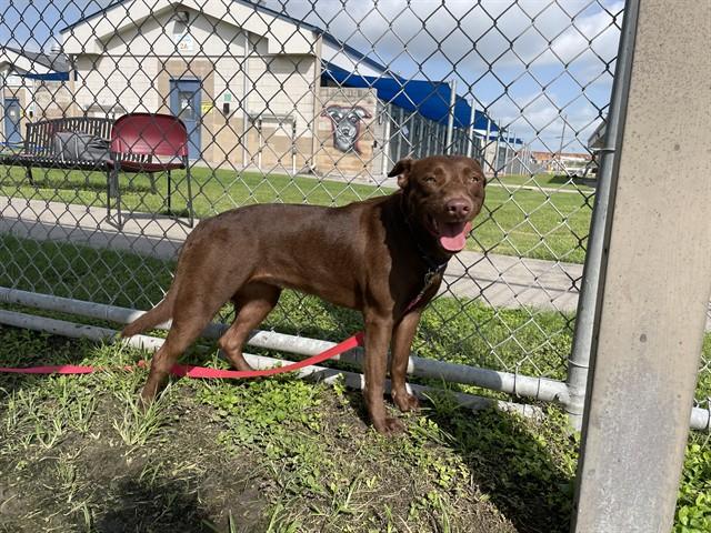 KAY KYSER, Adoptable, Young Female Labrador Retriever & Mixed Breed.