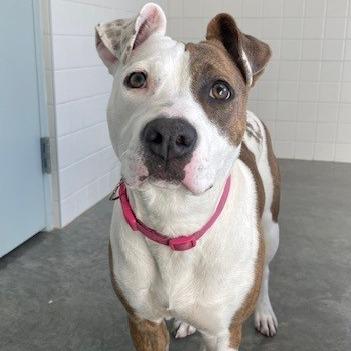 Precious, Adoptable, Young Female Terrier & Mixed Breed.