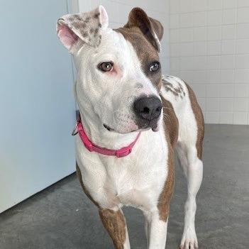 Precious, a Adoptable mixed breed in Melbourne, KY image 2/6