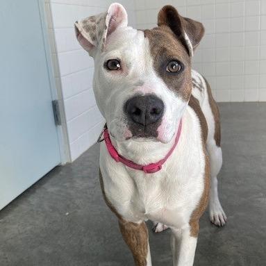 Precious, a Adoptable mixed breed in Melbourne, KY image 3/6