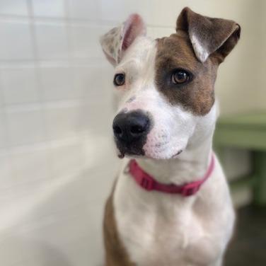 Precious, a Adoptable mixed breed in Melbourne, KY image 5/6