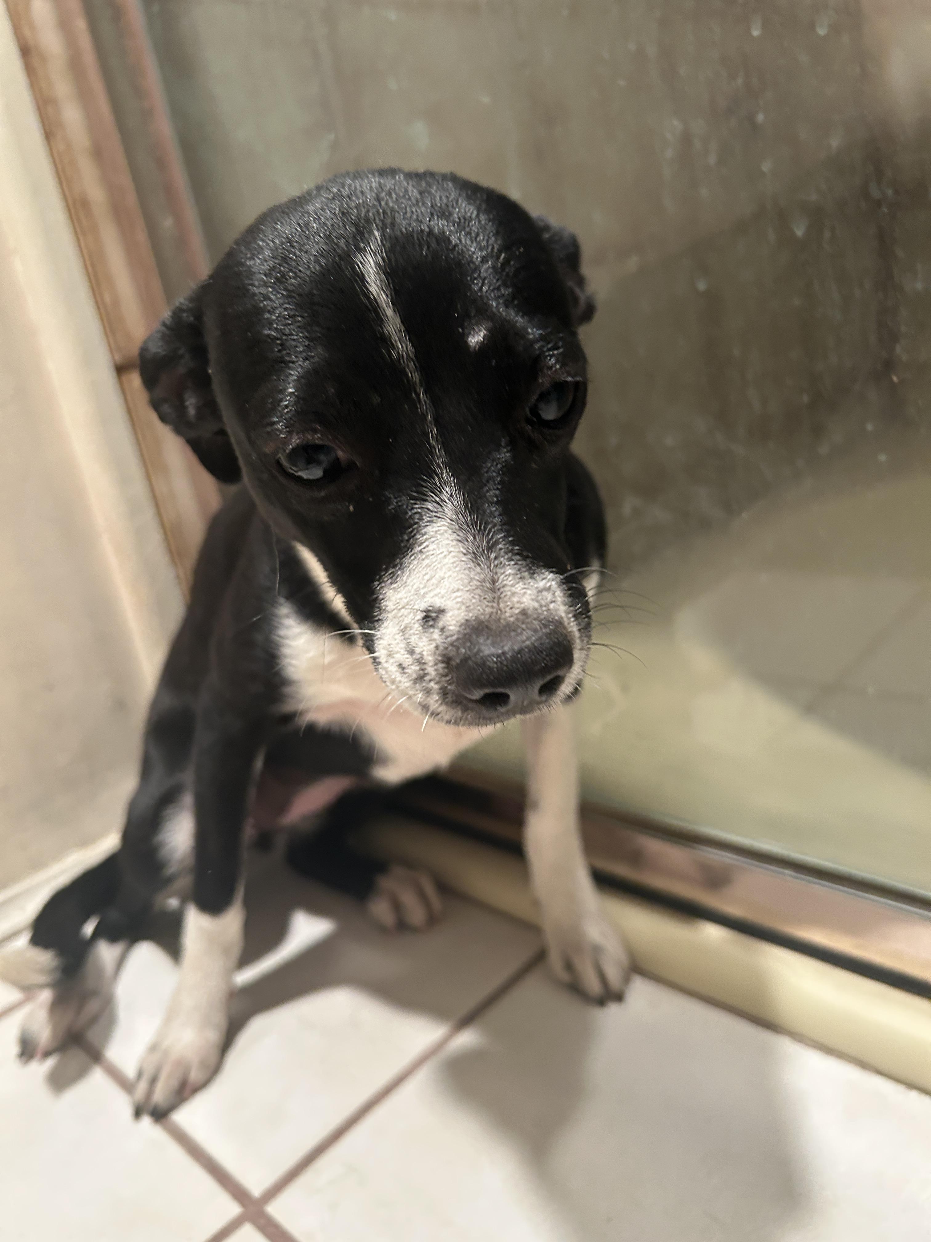 5 CHIHUAHUAS 2 boys. 3 girls , a ADOPTABLE mixed breed in El Cajon, CA image 6/6