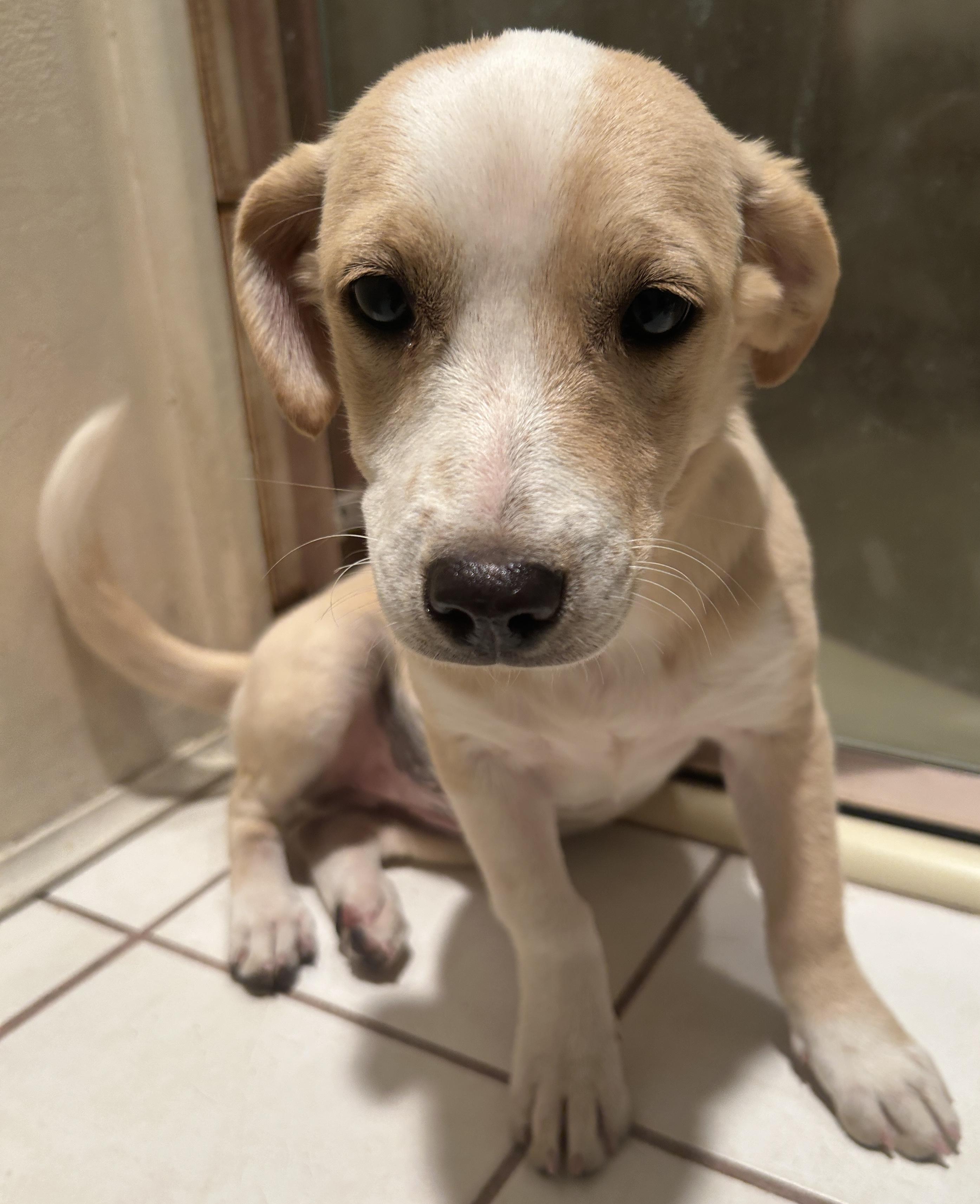 5 CHIHUAHUAS 2 boys. 3 girls , ADOPTABLE, Puppy Female Chihuahua.