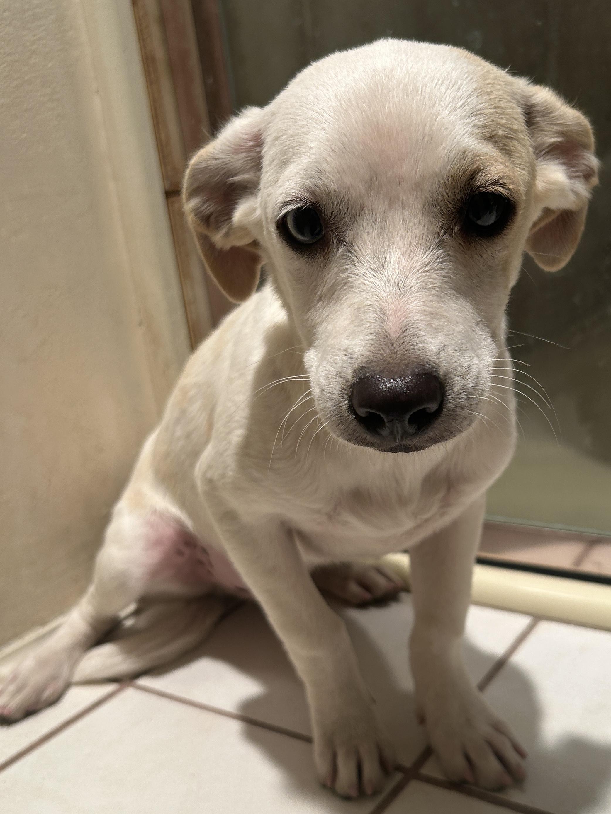 5 CHIHUAHUAS 2 boys. 3 girls , a ADOPTABLE mixed breed in El Cajon, CA image 3/6