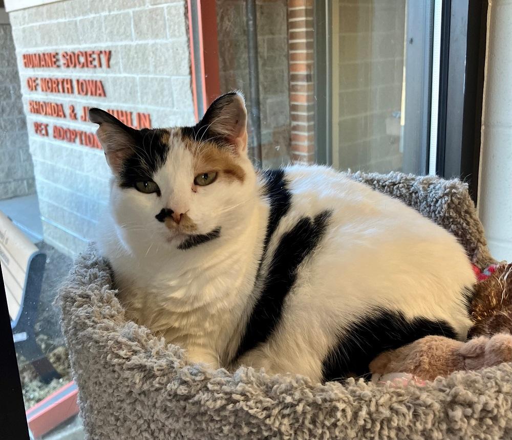 Enlarge Gumdrop, a Adoptable Domestic Short Hair in Mason City, IA image 1/2