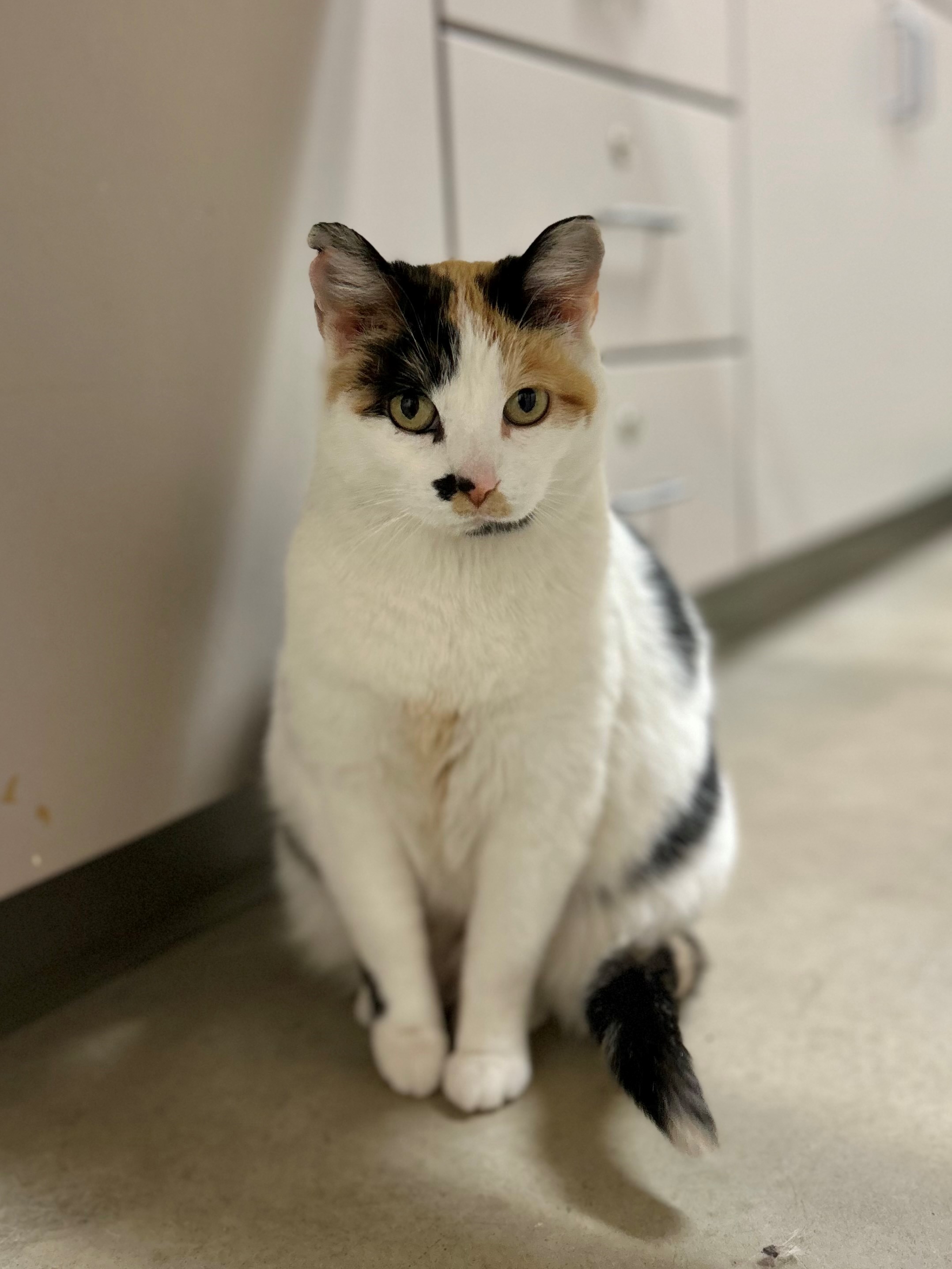 Enlarge Gumdrop, a Adoptable Domestic Short Hair in Mason City, IA image 2/2