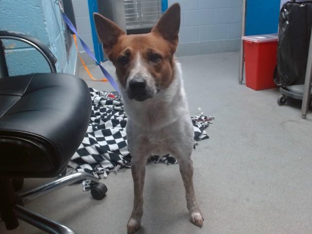 Enlarge BEAN, a Adoptable mixed breed in Albuquerque, NM image 1/1