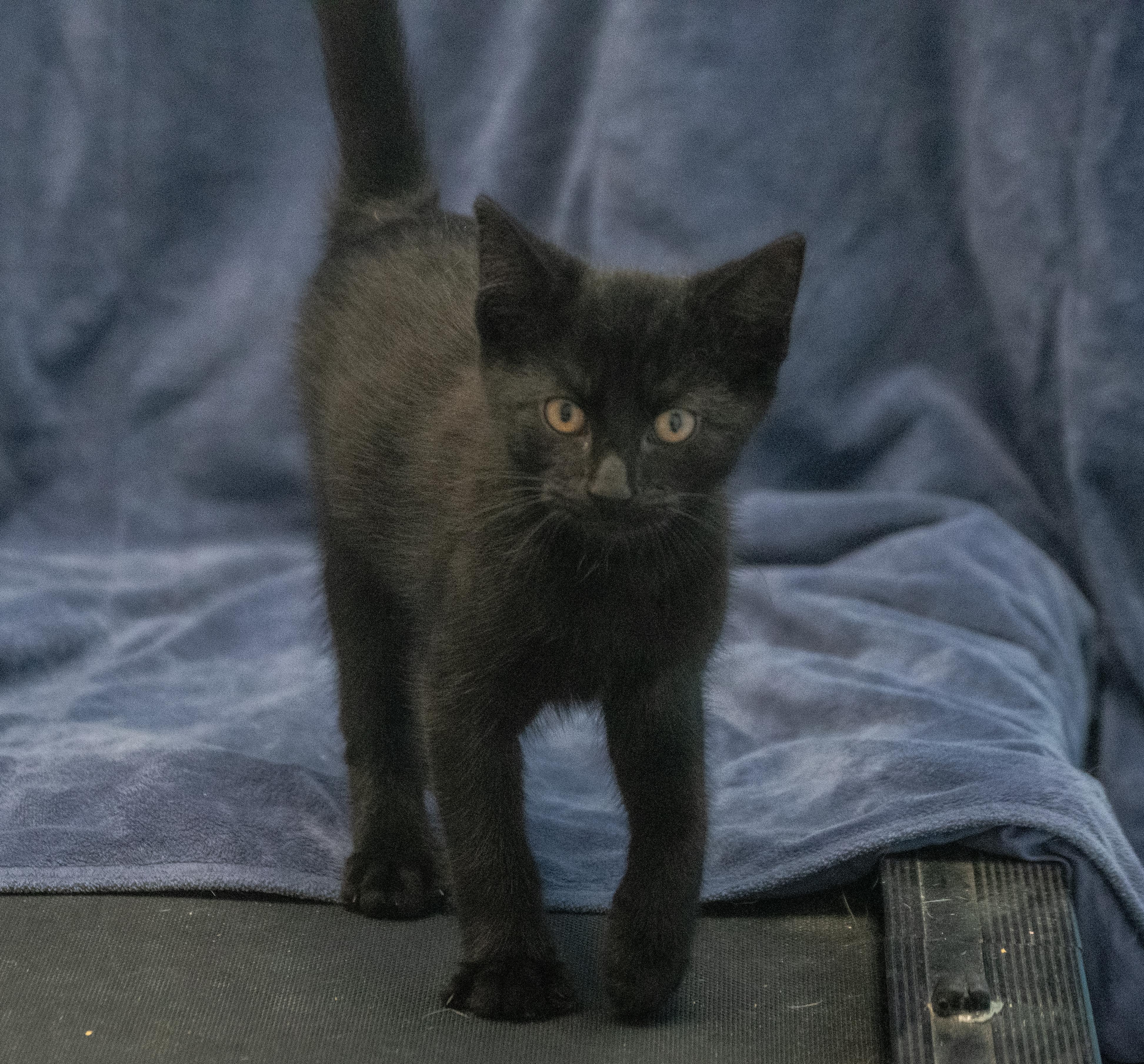 Enlarge Mt. Dew, a Adoptable mixed breed in Winchester, KY image 2/2