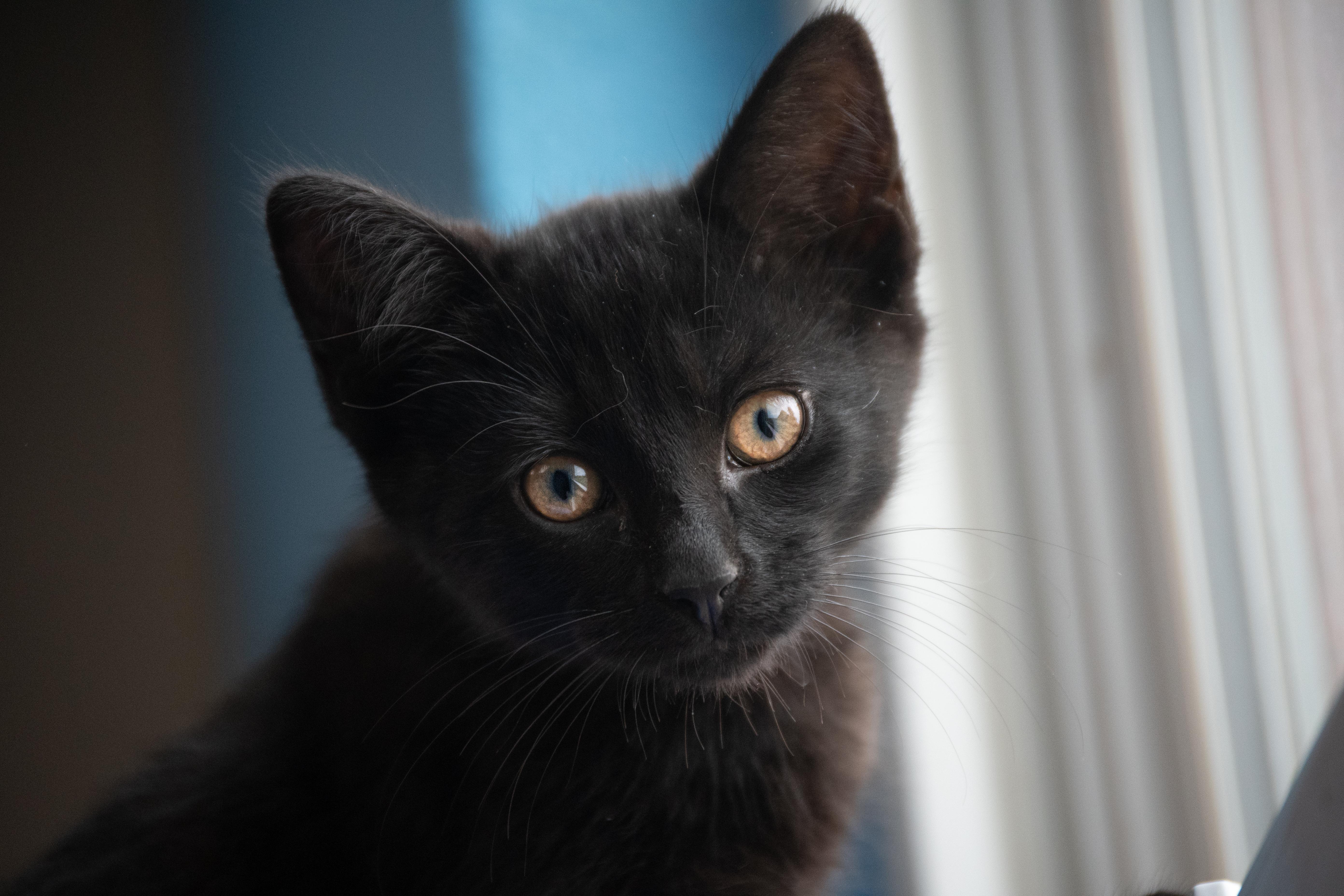 Enlarge Mt. Dew, a Adoptable mixed breed in Winchester, KY image 1/2