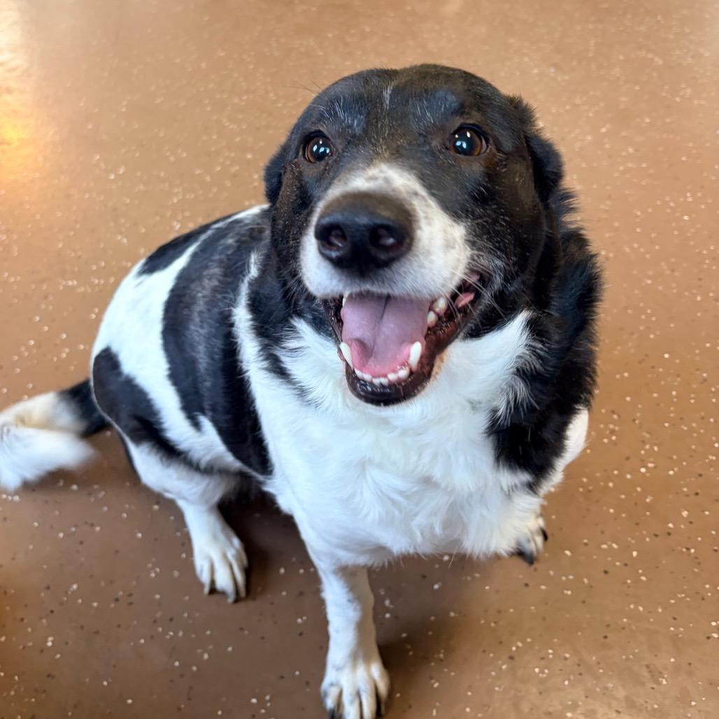 Luke, Adoptable, Adult Male Border Collie.
