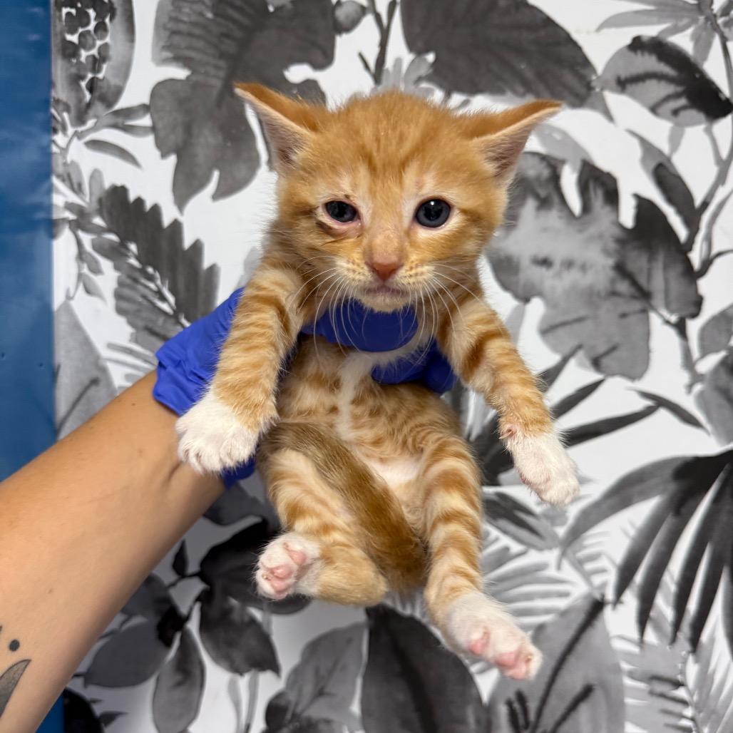 Enlarge Peanut Butter, a Adoptable Domestic Short Hair in Wahiawa, HI image 1/1
