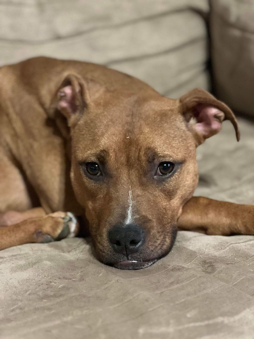 June, a Adoptable Pit Bull Terrier in INDIANAPOLIS, IN image 4/4