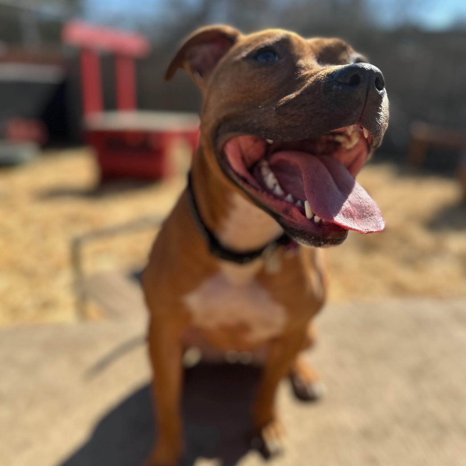 June, a Adoptable Pit Bull Terrier in INDIANAPOLIS, IN image 2/4