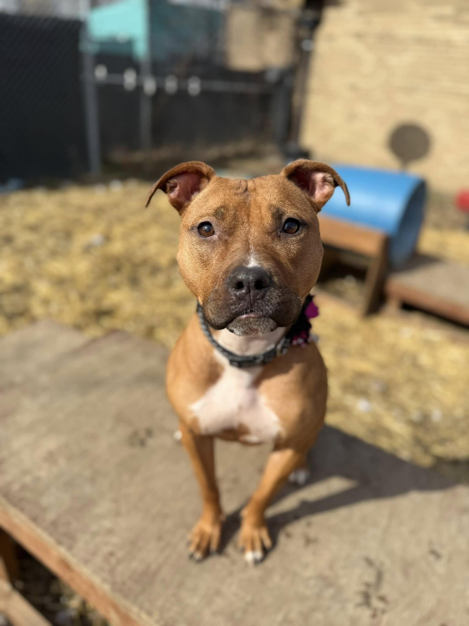 June, Adoptable, Young Female Pit Bull Terrier.