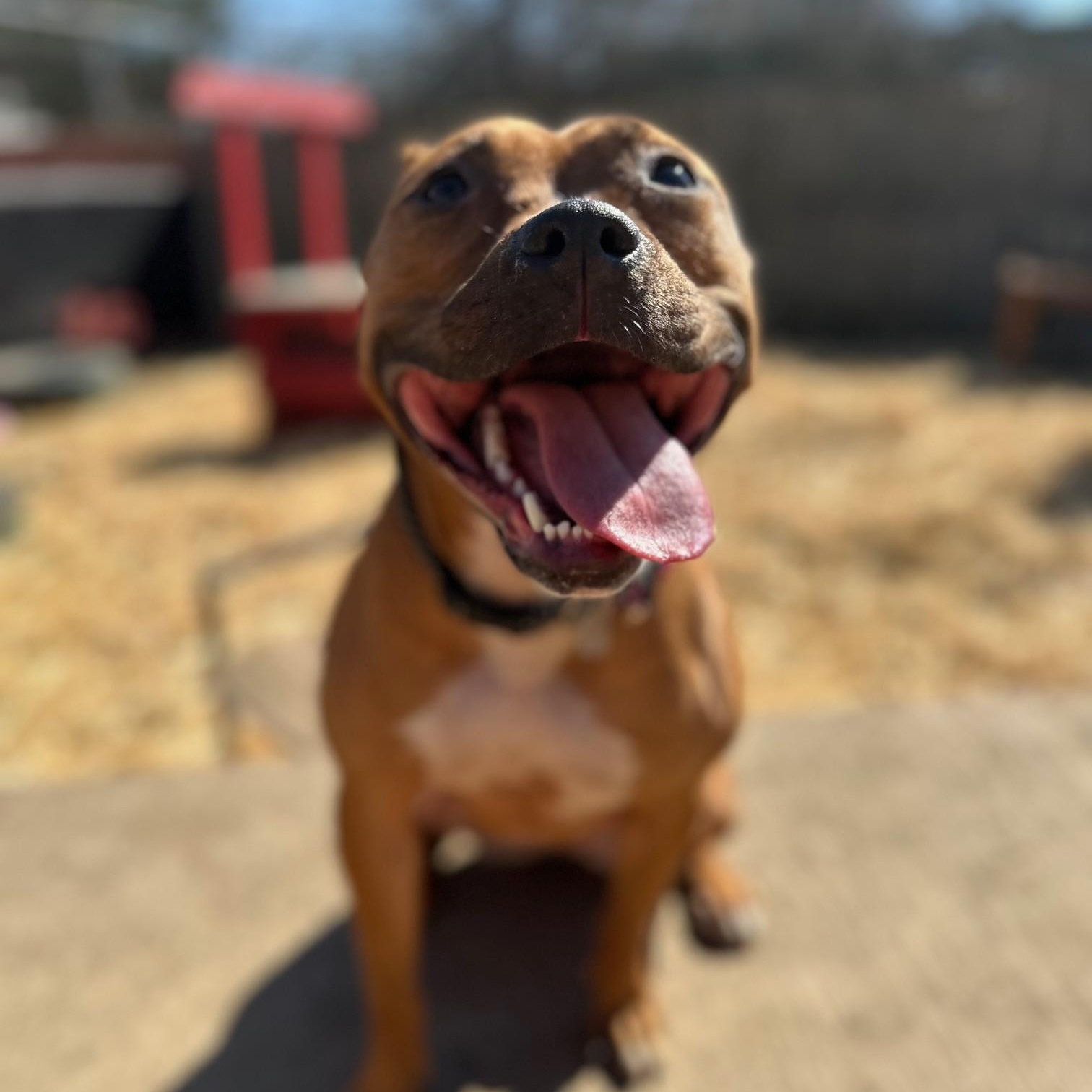 June, a Adoptable Pit Bull Terrier in INDIANAPOLIS, IN image 3/4