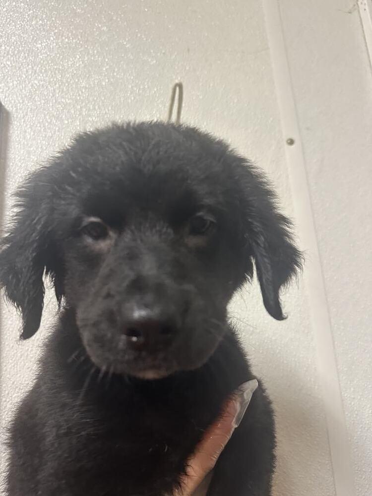 Enlarge Happy, a Adopted mixed breed in Evansville, IN image 1/1