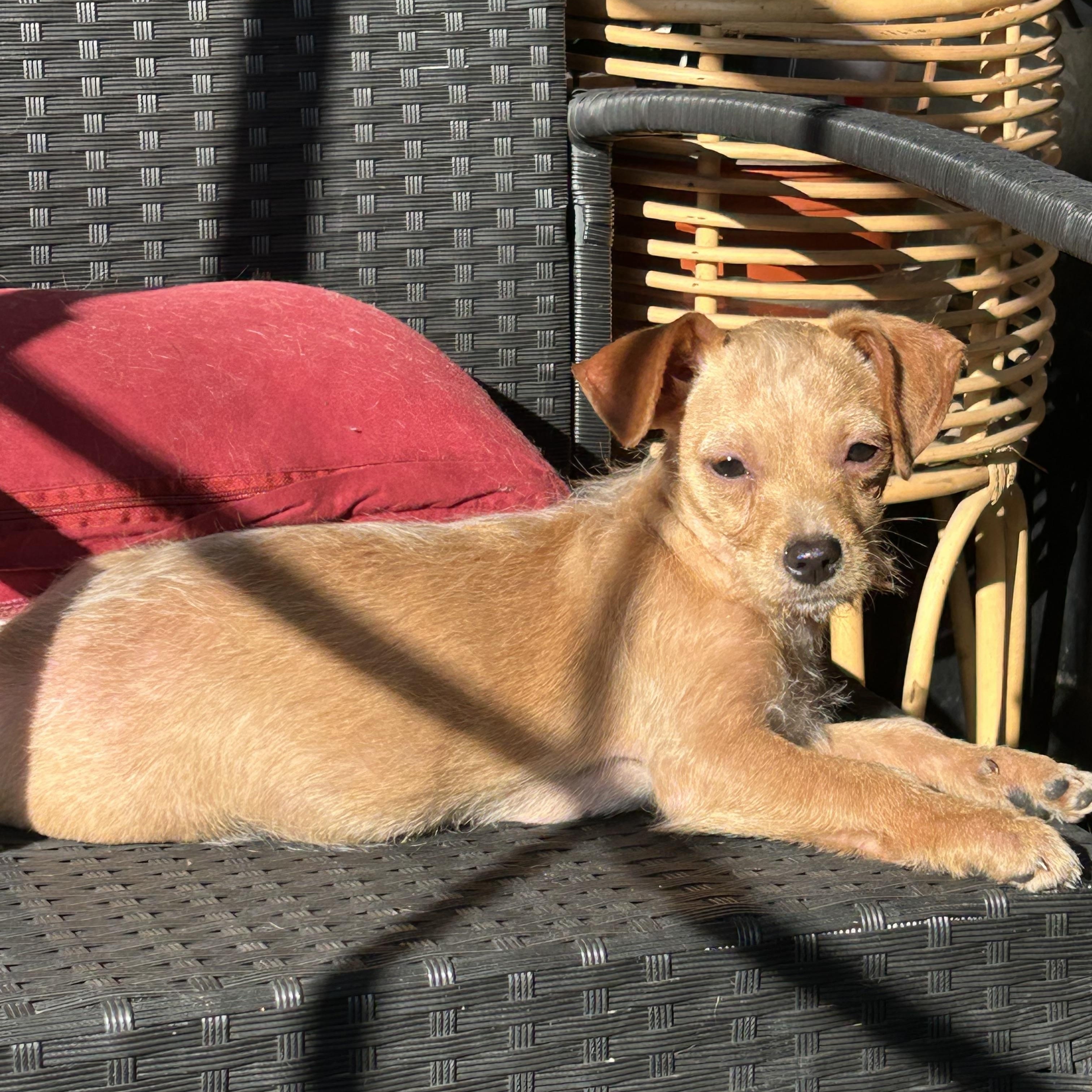 Lauris , ADOPTABLE, Puppy Female Chiweenie.
