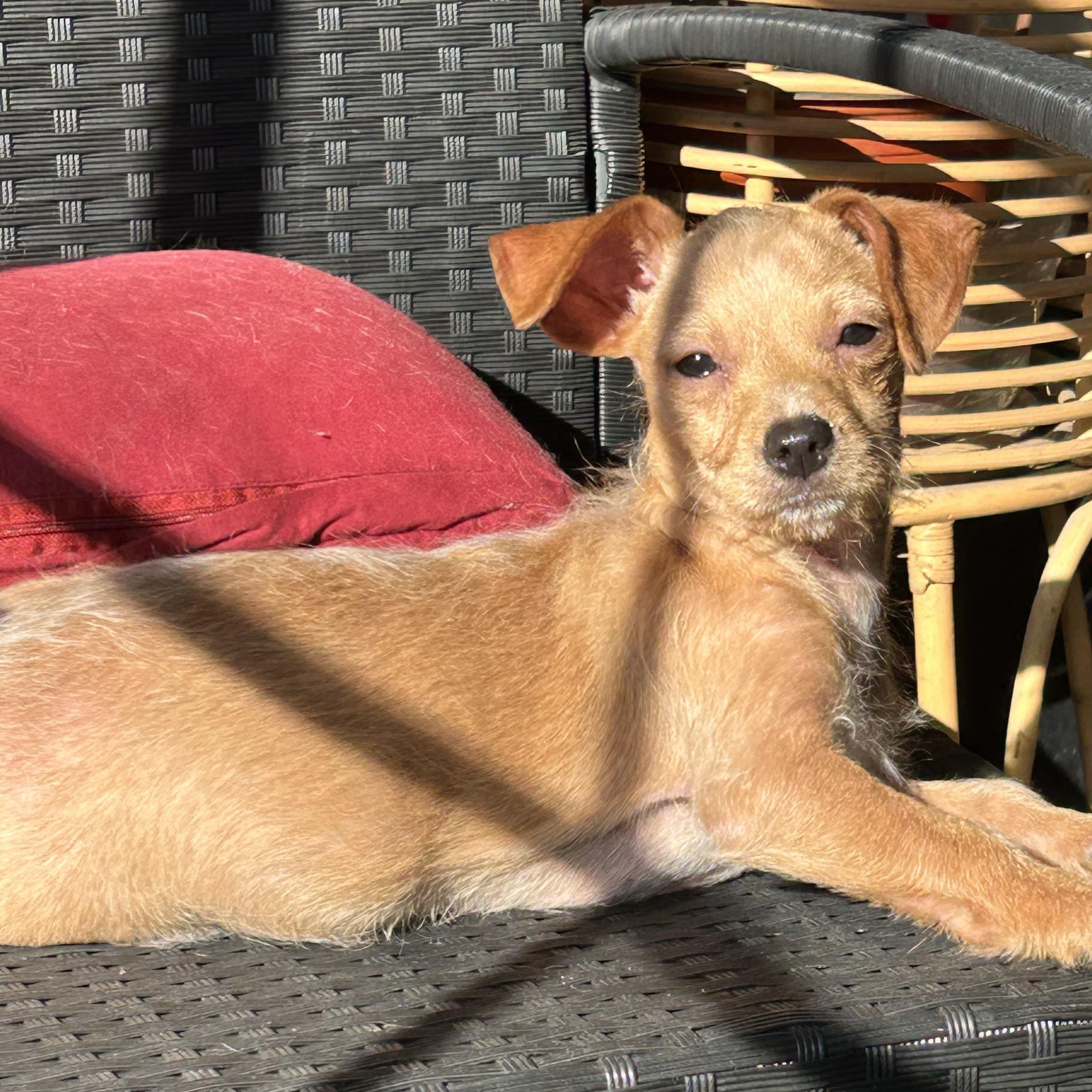 Enlarge Lauris , a ADOPTABLE mixed breed in San Diego, CA image 2/4