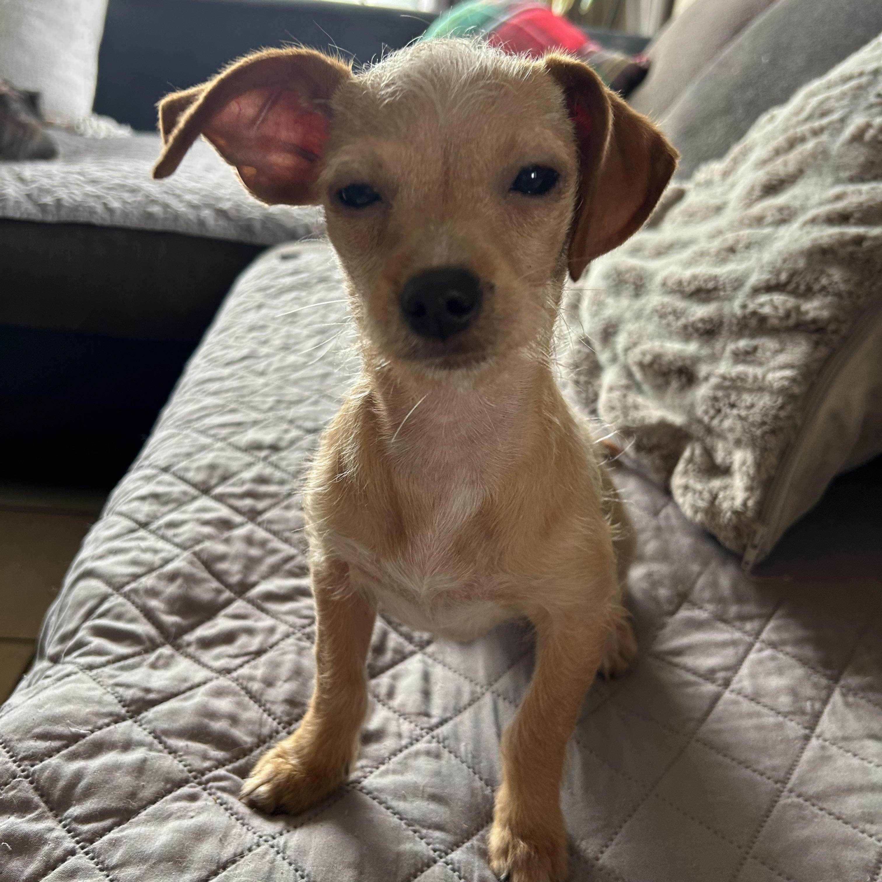 Enlarge Lauris , a ADOPTABLE mixed breed in San Diego, CA image 3/4