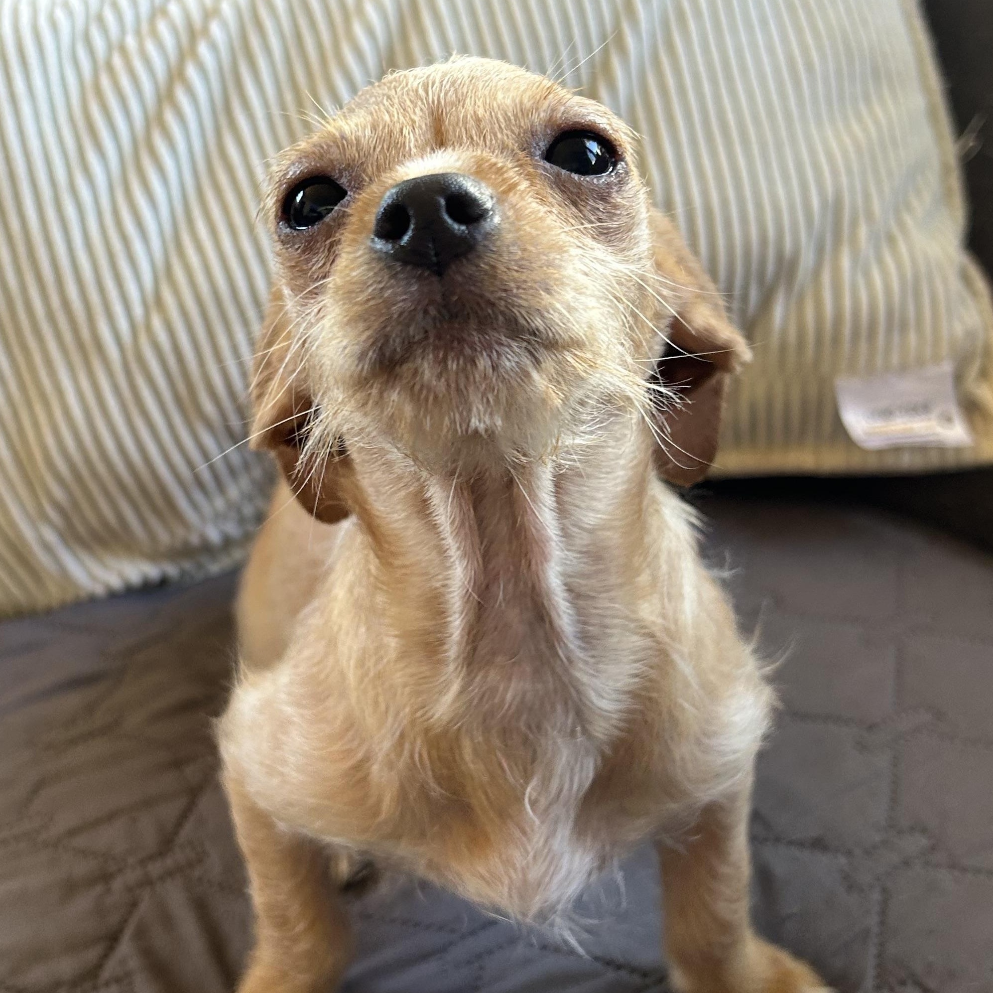 Enlarge Lauris , a ADOPTABLE mixed breed in San Diego, CA image 4/4