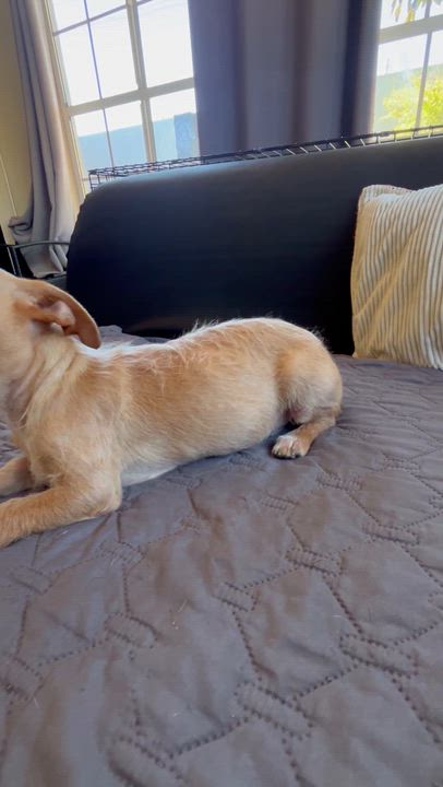 Enlarge Lauris , a ADOPTABLE mixed breed in San Diego, CA video 3/4