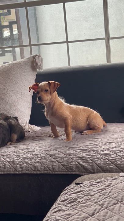 Enlarge Lauris , a ADOPTABLE mixed breed in San Diego, CA video 4/4