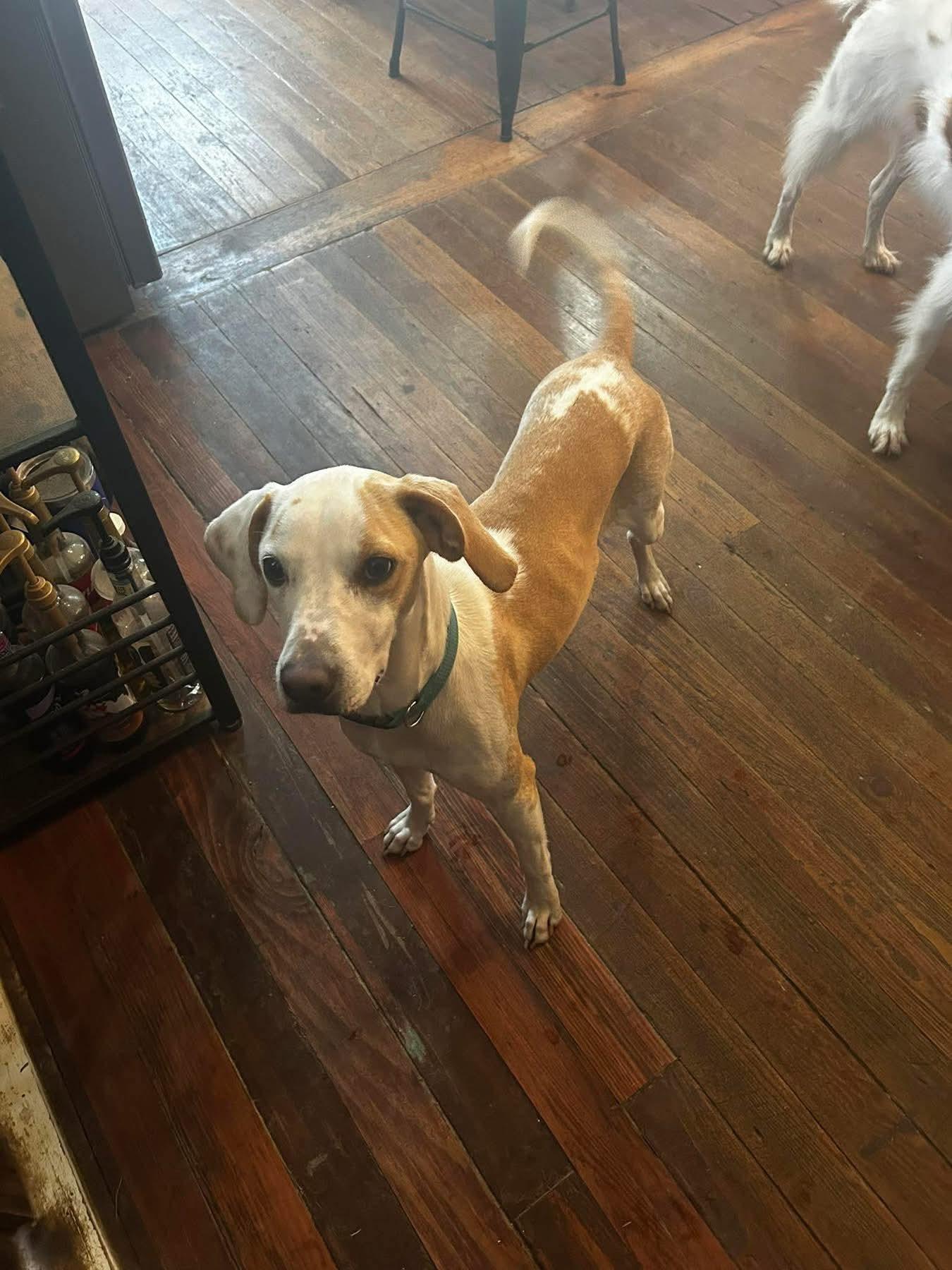 Enlarge Missy, a ADOPTABLE mixed breed in Walker, LA image 3/4