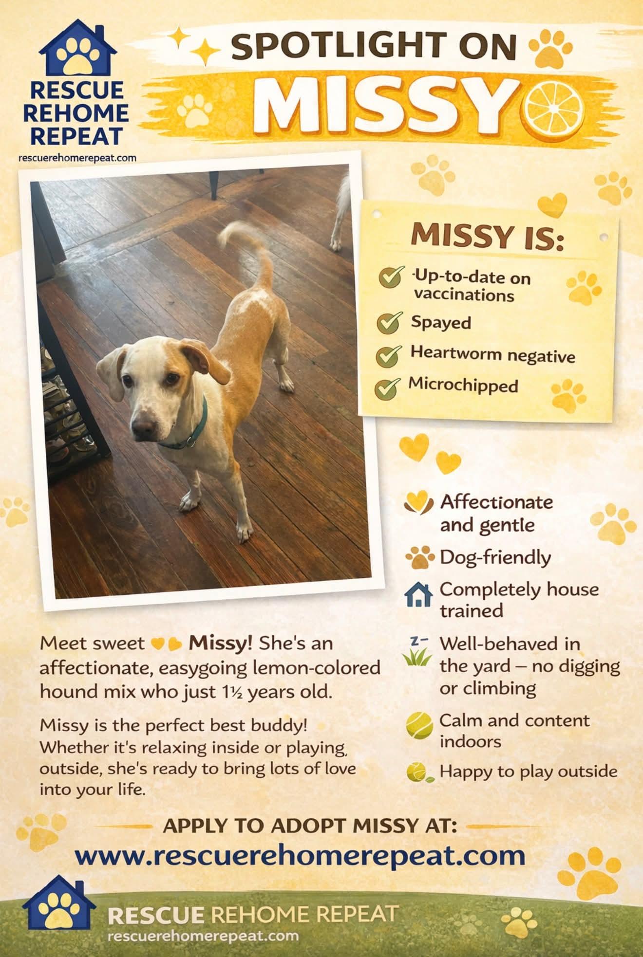 Missy, an adopted mixed breed in Walker, LA image 2/5