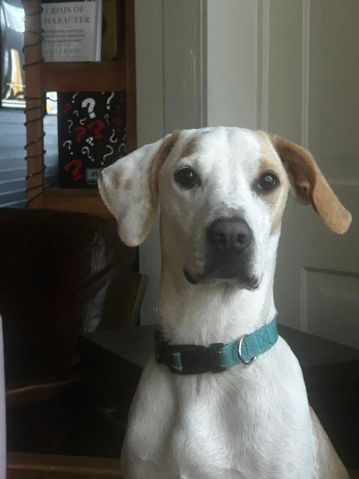 Missy, ADOPTABLE, Young Female Hound.