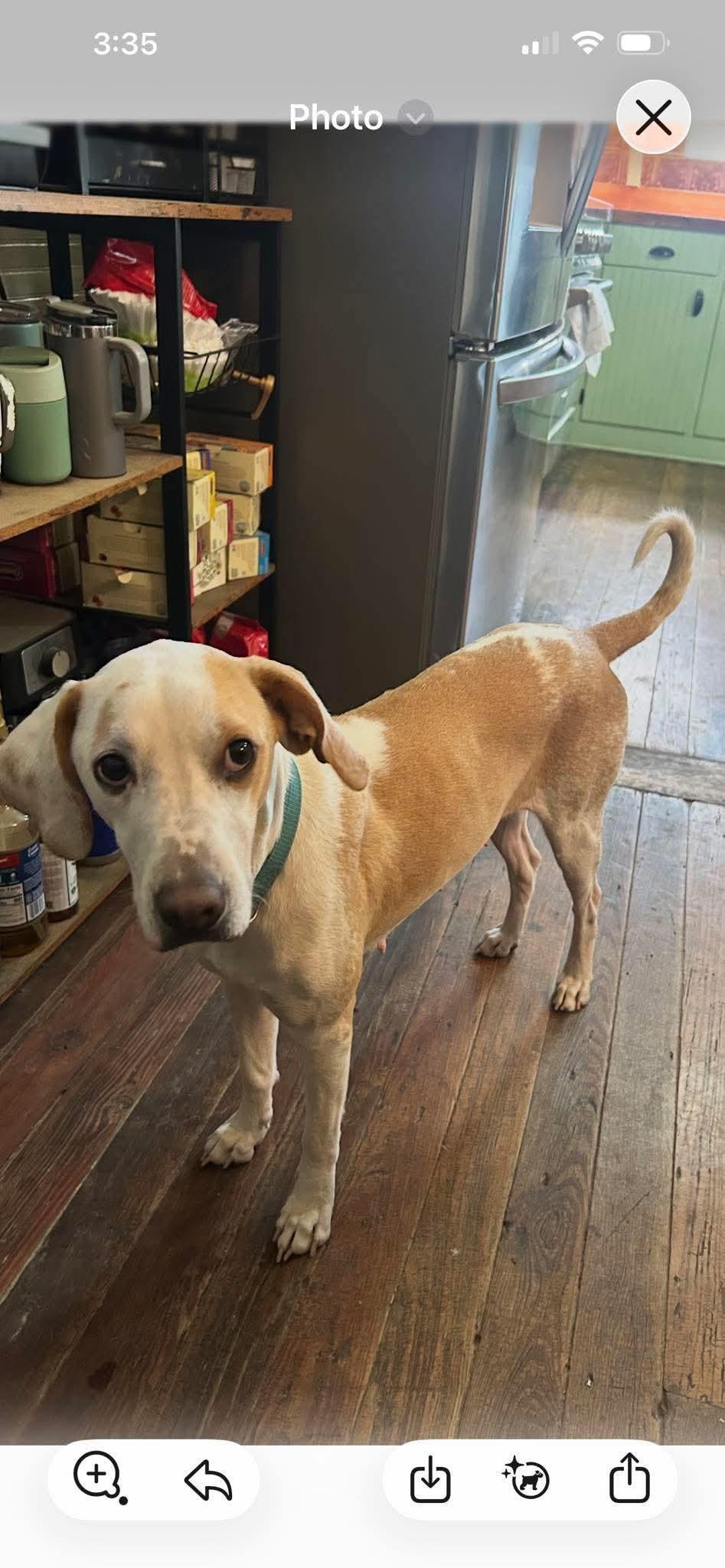 Enlarge Missy, a ADOPTABLE mixed breed in Walker, LA image 2/4