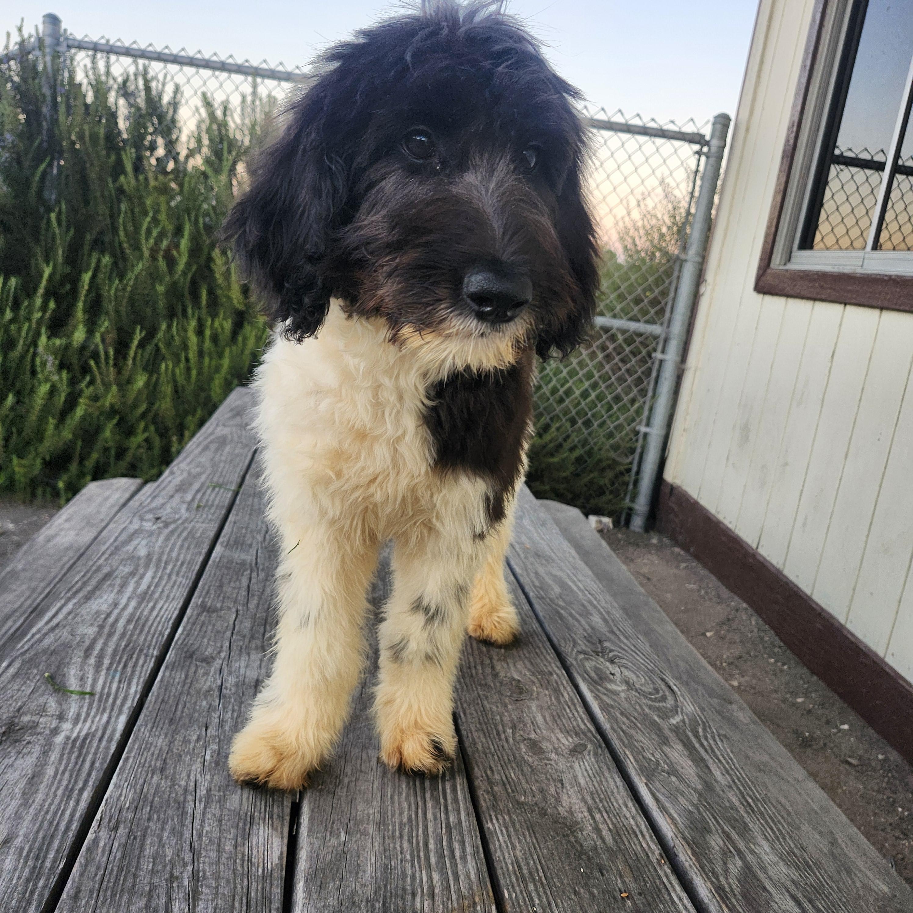 Twix update, an adoptable Goldendoodle in Torrance, CA, 90505 | Photo Image 3