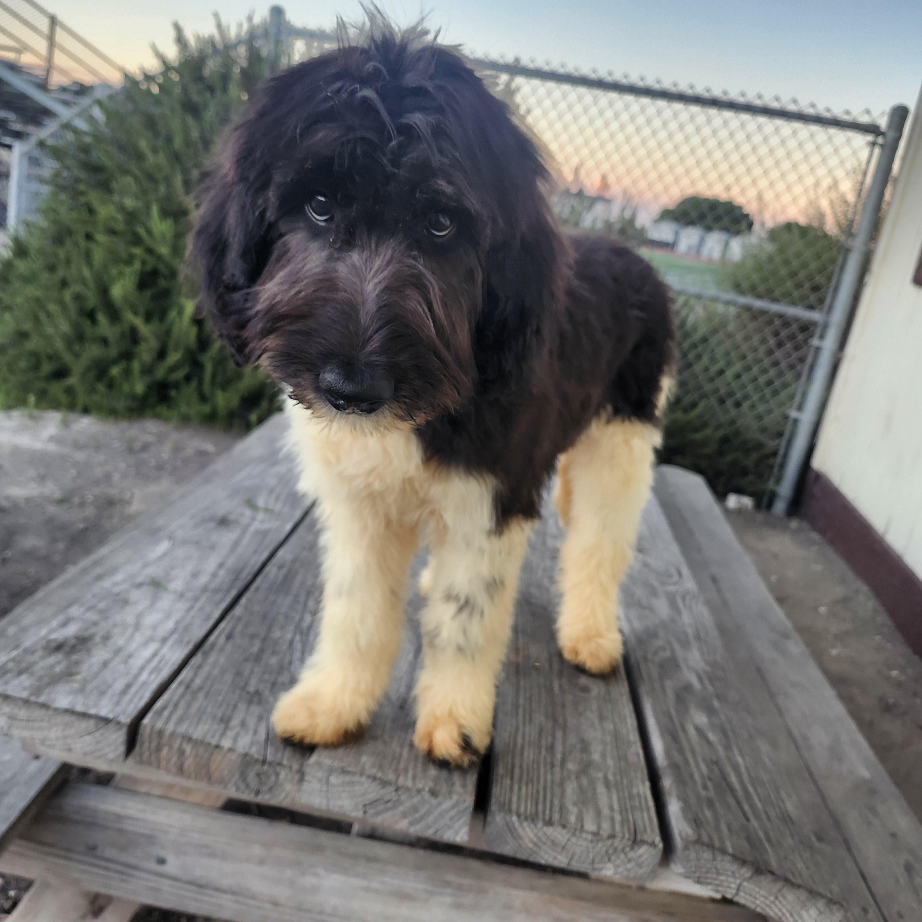 Twix update, an adoptable Goldendoodle in Torrance, CA, 90505 | Photo Image 2