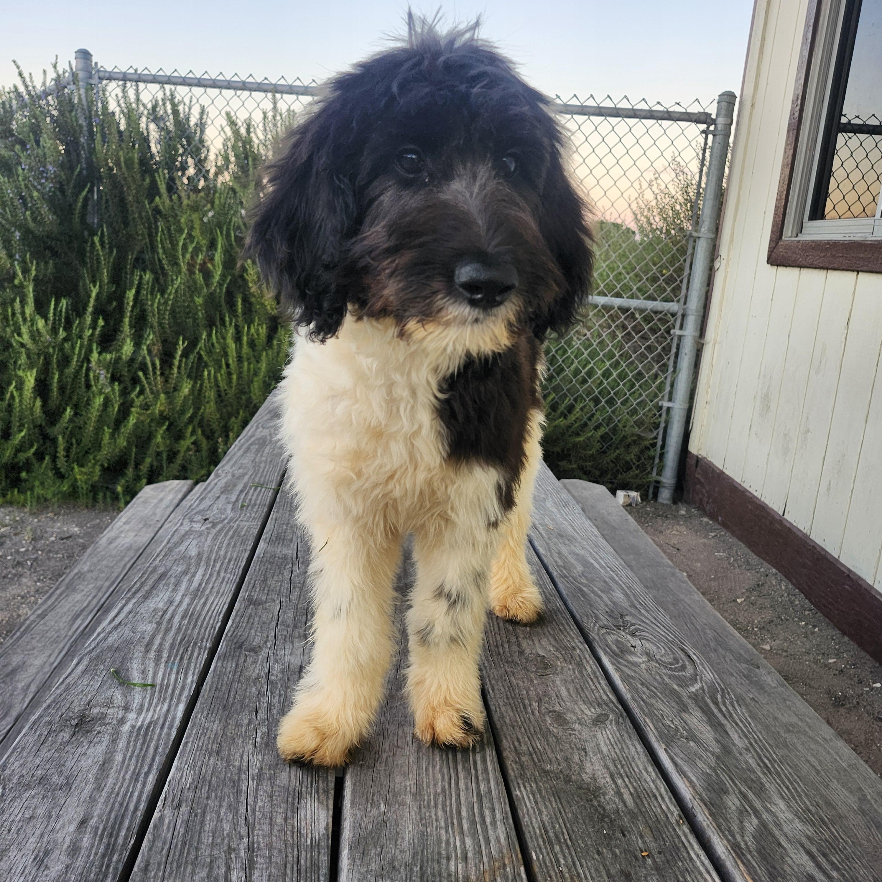 Twix update, an adoptable Goldendoodle in Torrance, CA, 90505 | Photo Image 1