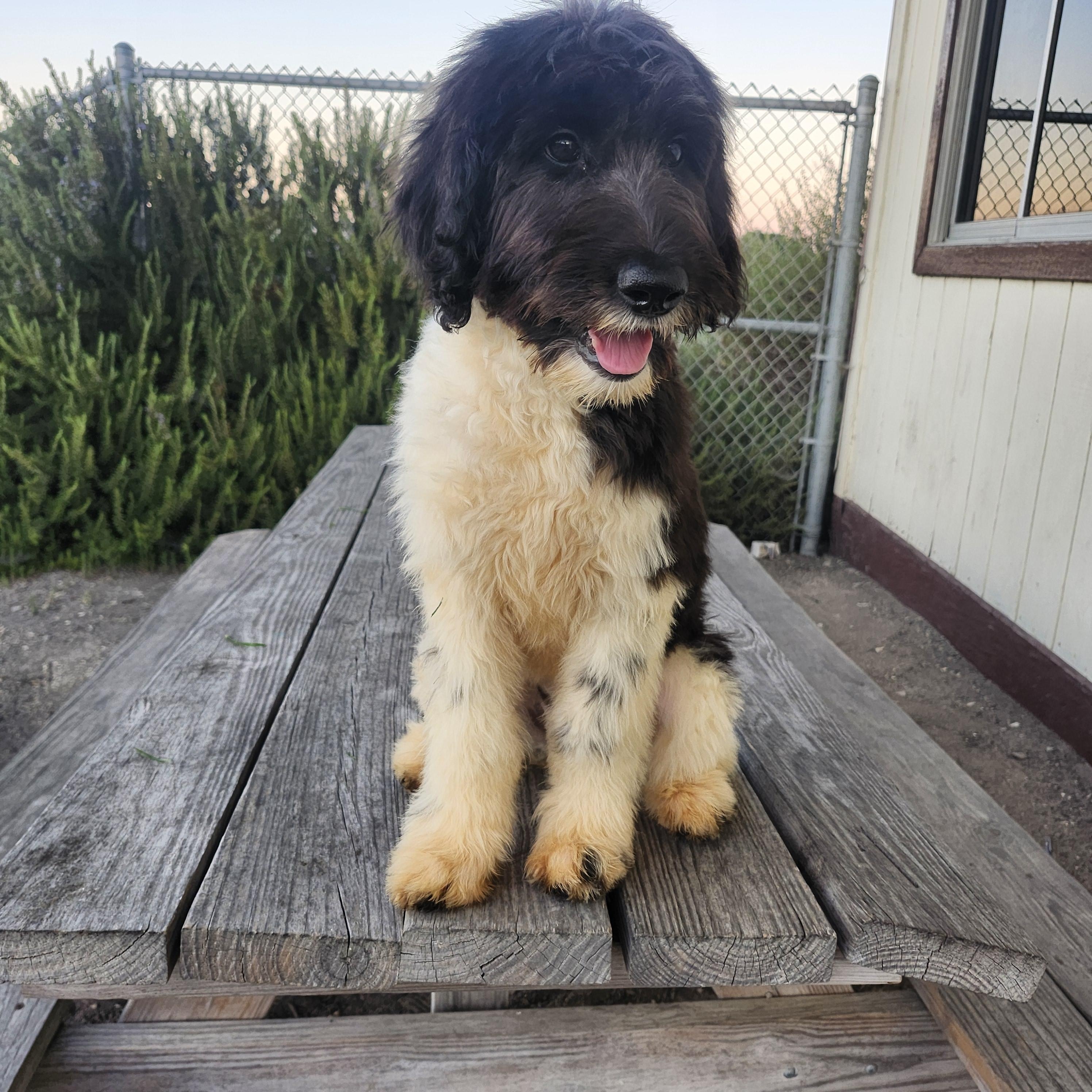 Twix update, an adoptable Goldendoodle in Torrance, CA, 90505 | Photo Image 4