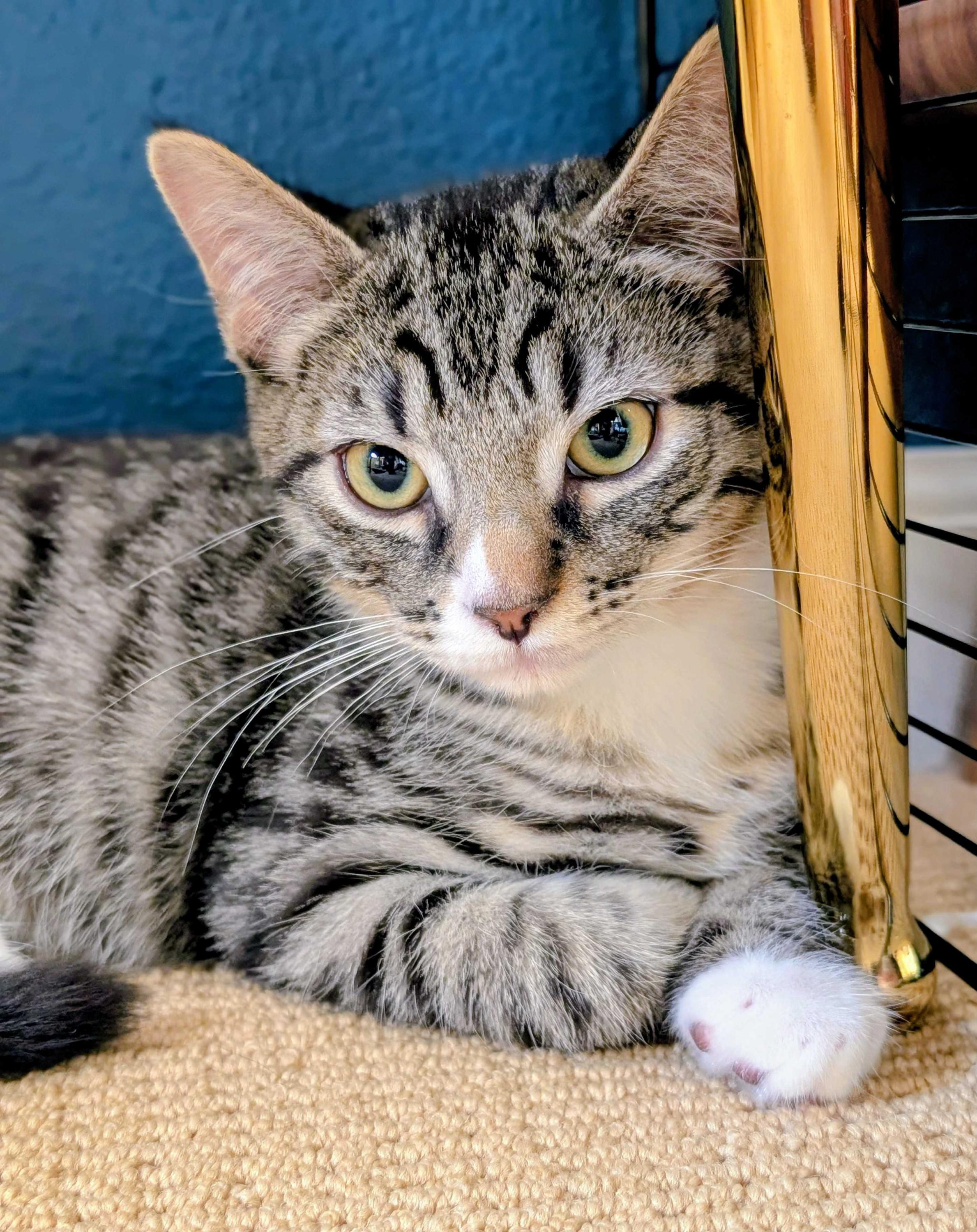 Enlarge Riordan and Orla, a Adopted Domestic Short Hair in Seattle, WA image 3/4