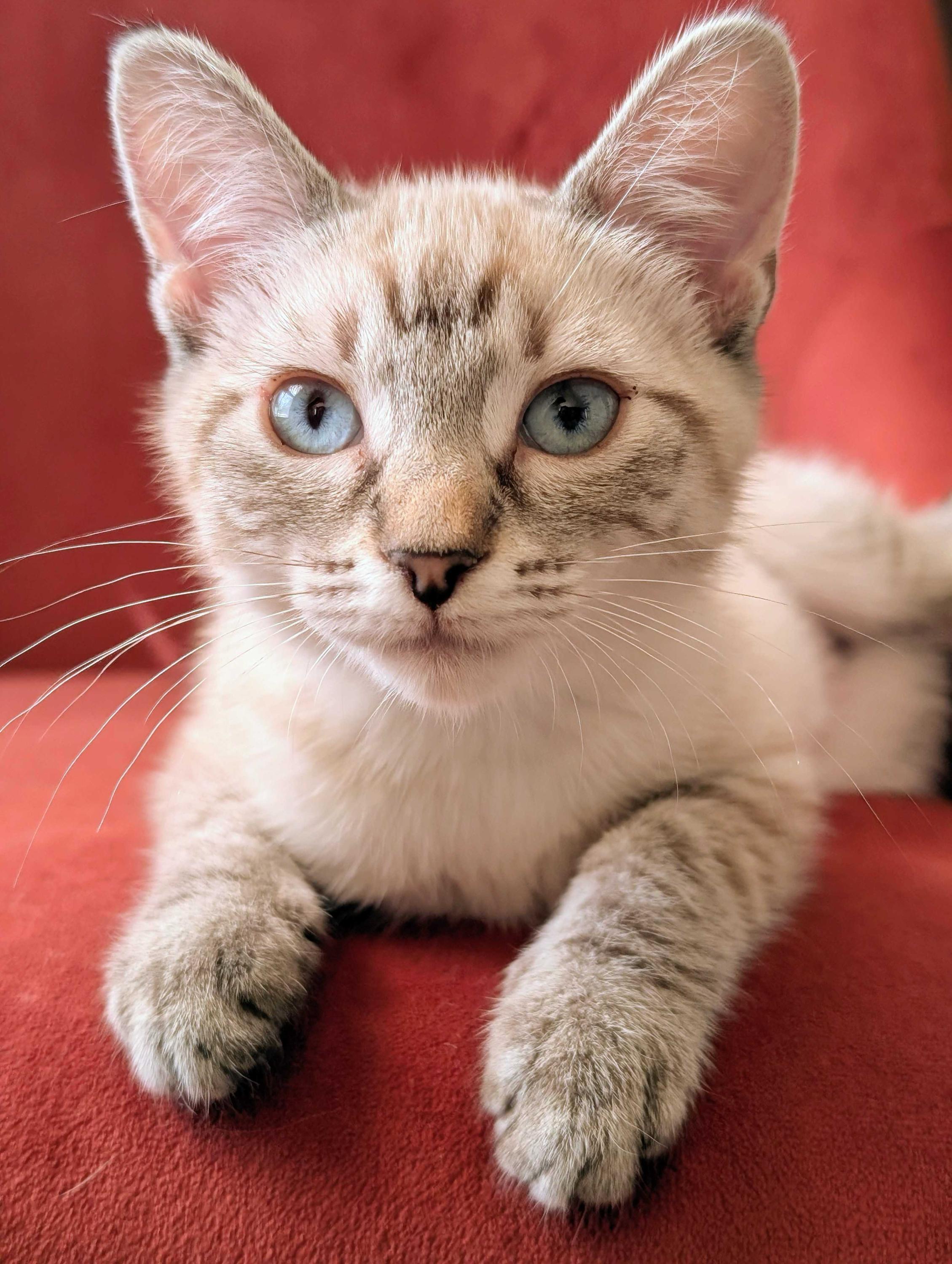 Enlarge Riordan and Orla, a Adopted Domestic Short Hair in Seattle, WA image 2/4