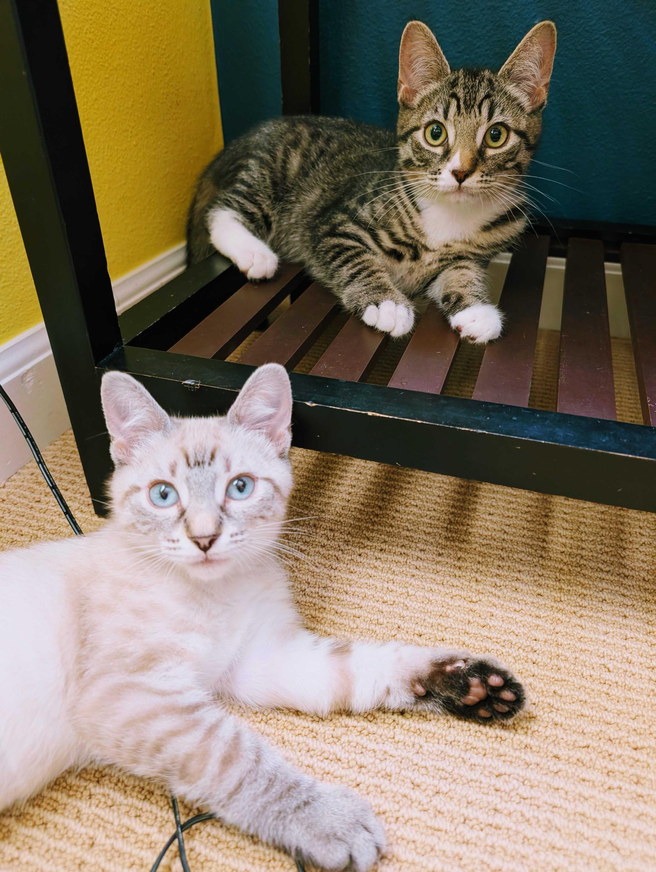 Riordan and Orla, Adopted, Kitten Male Domestic Short Hair.
