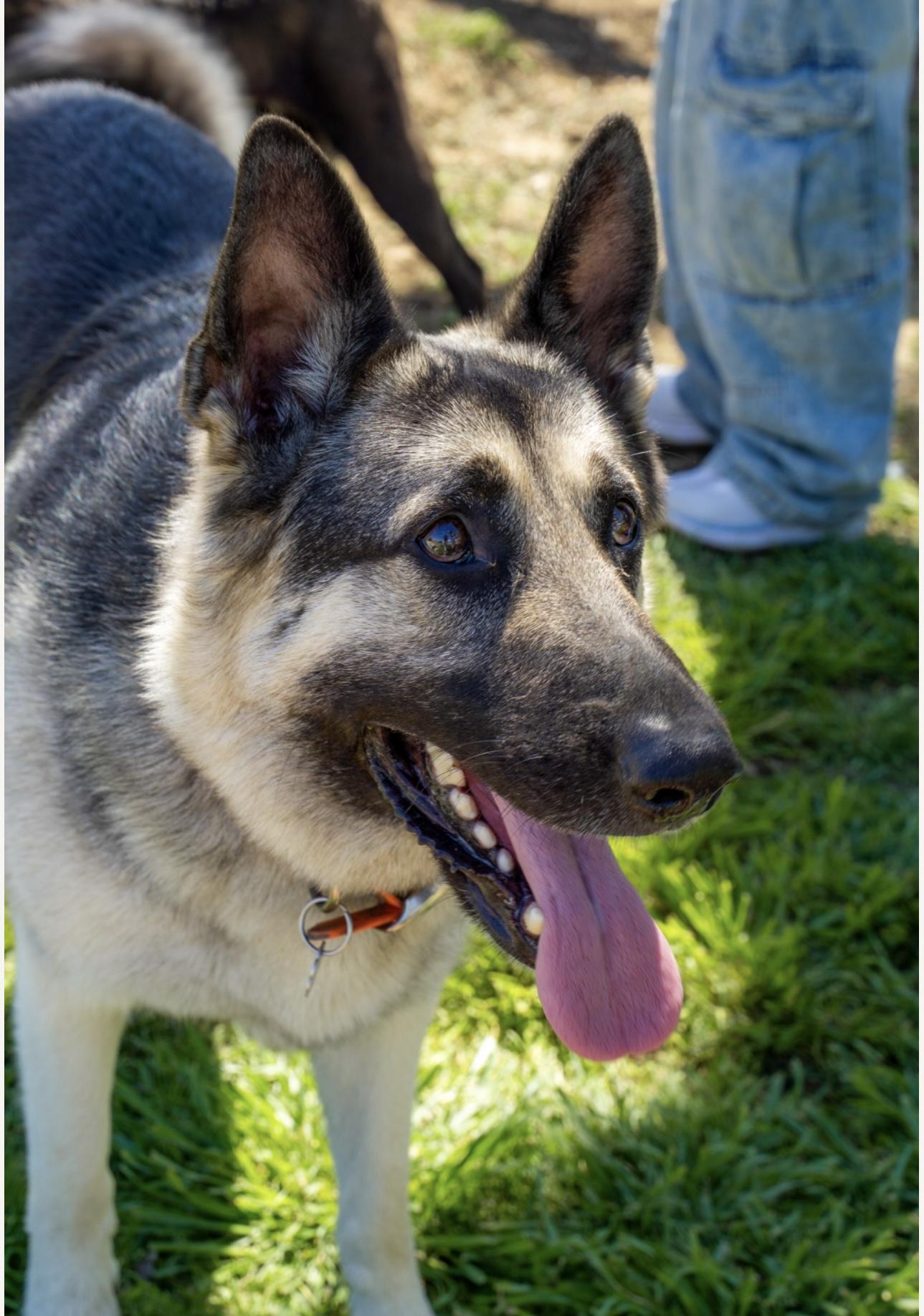 Nemo, an adopted German Shepherd Dog in Seattle, WA image 5/6