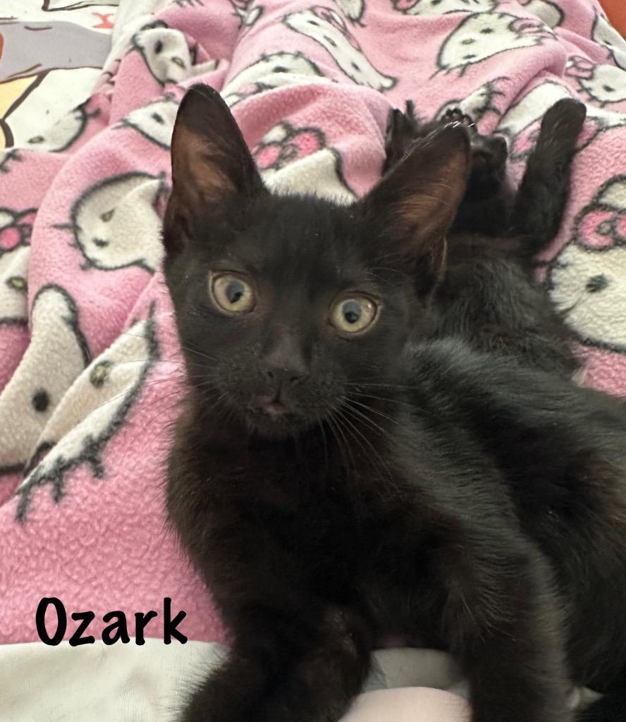 Ozark