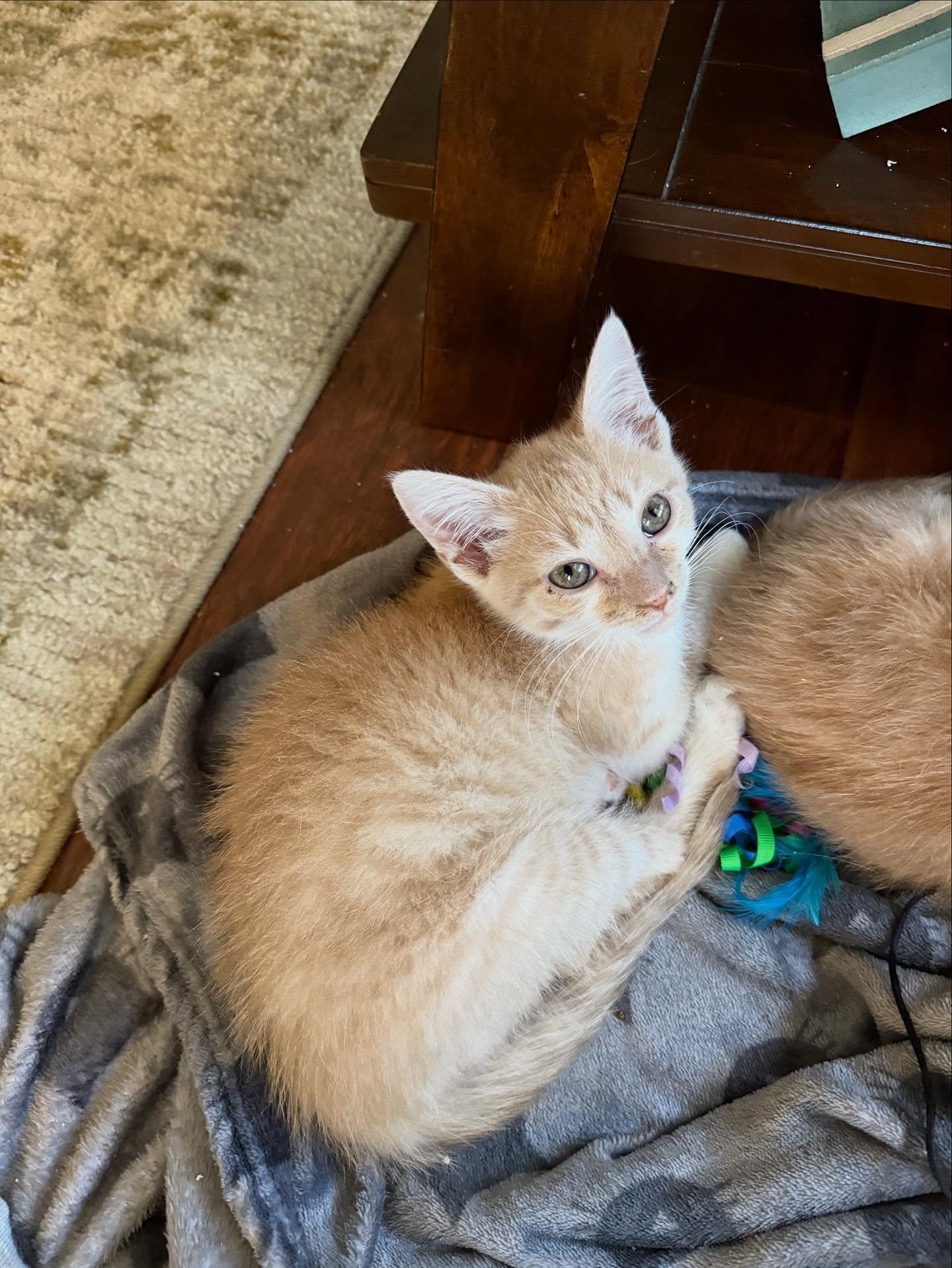 Colby Jack, a Adoptable Domestic Short Hair in North Charleston, SC image 1/6